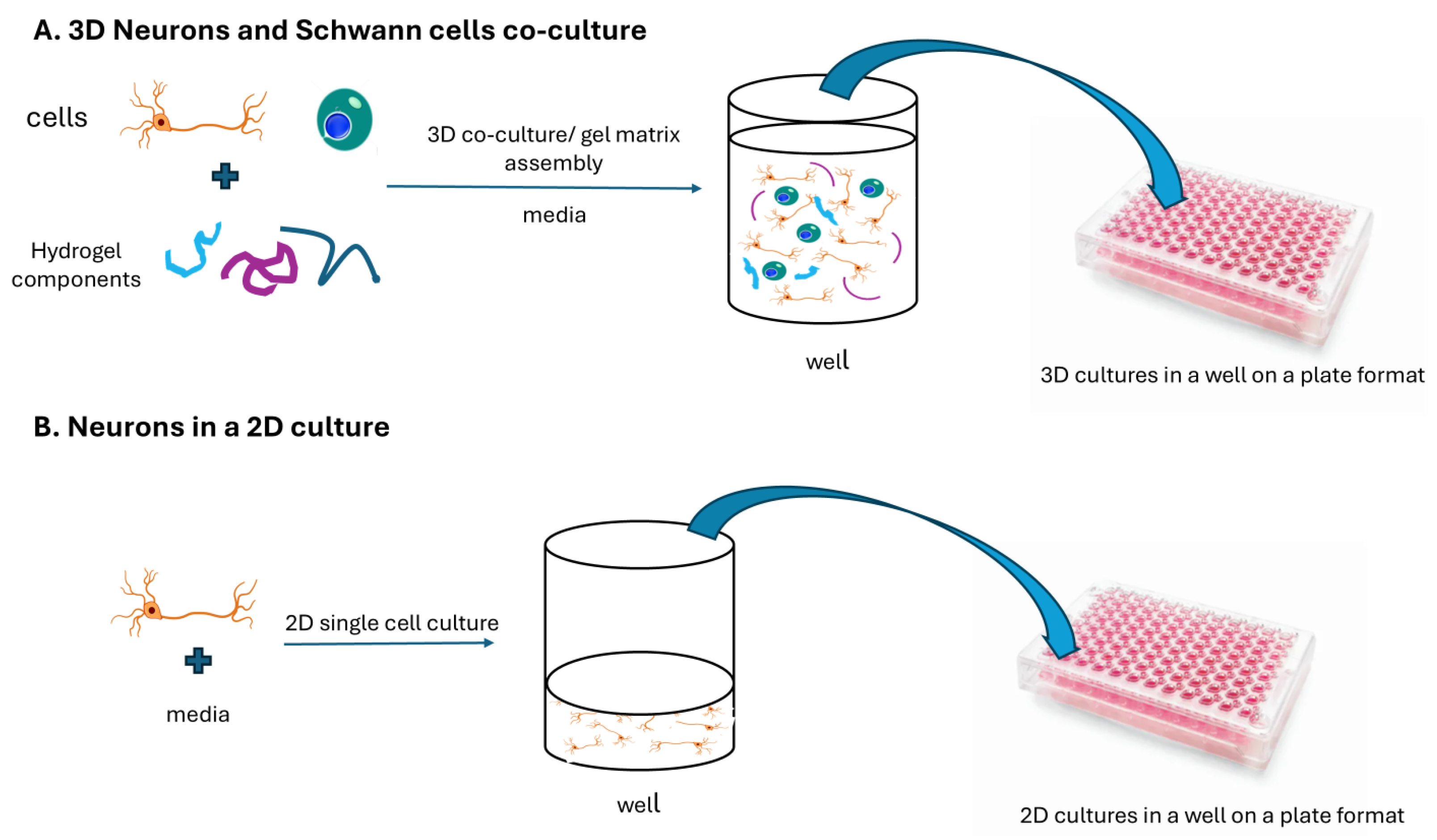 Cells 14 00477 g001 Cells 14 00477 g001