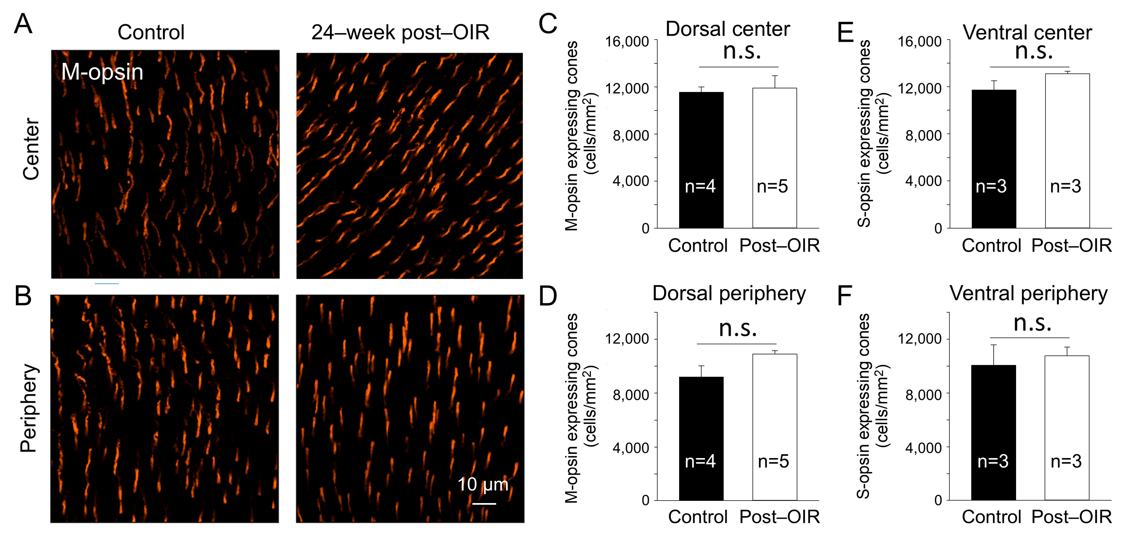Cells 14 00512 g005 Cells 14 00512 g005