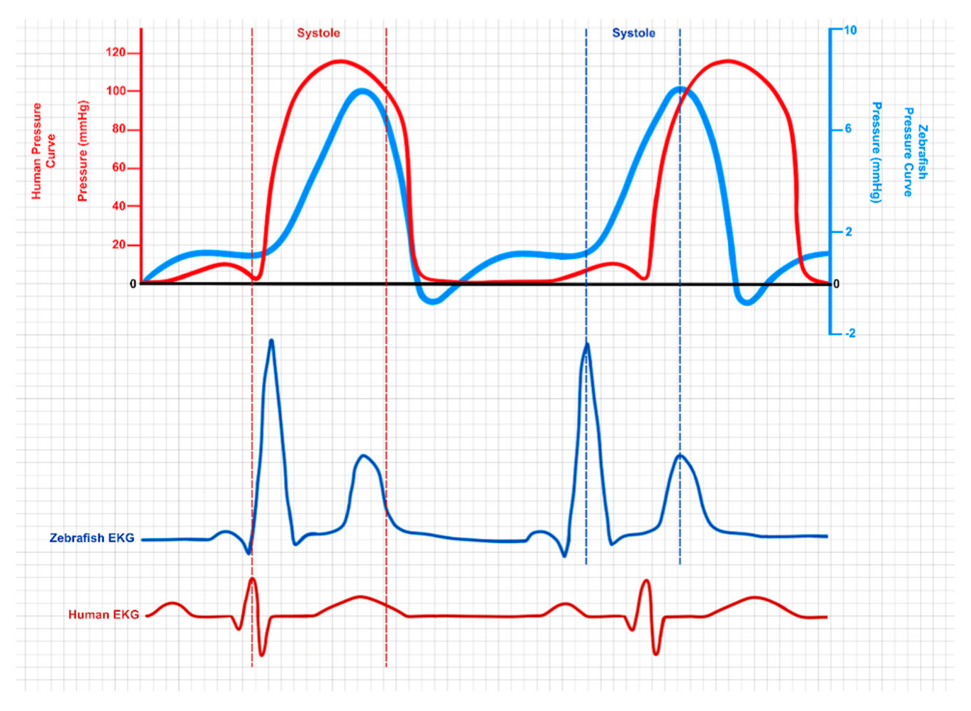 Cells 14 00531 g004 Cells 14 00531 g004