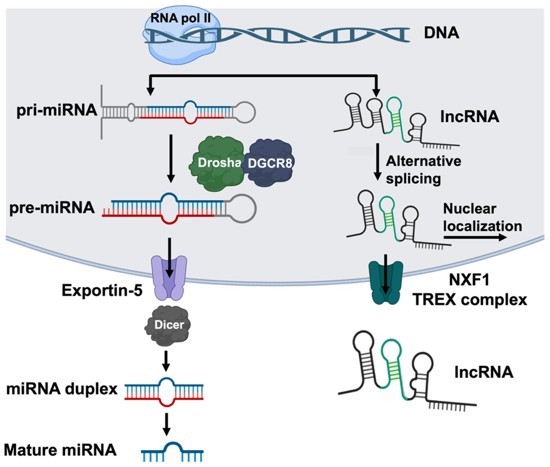 Cells 14 00536 g002 Cells 14 00536 g002