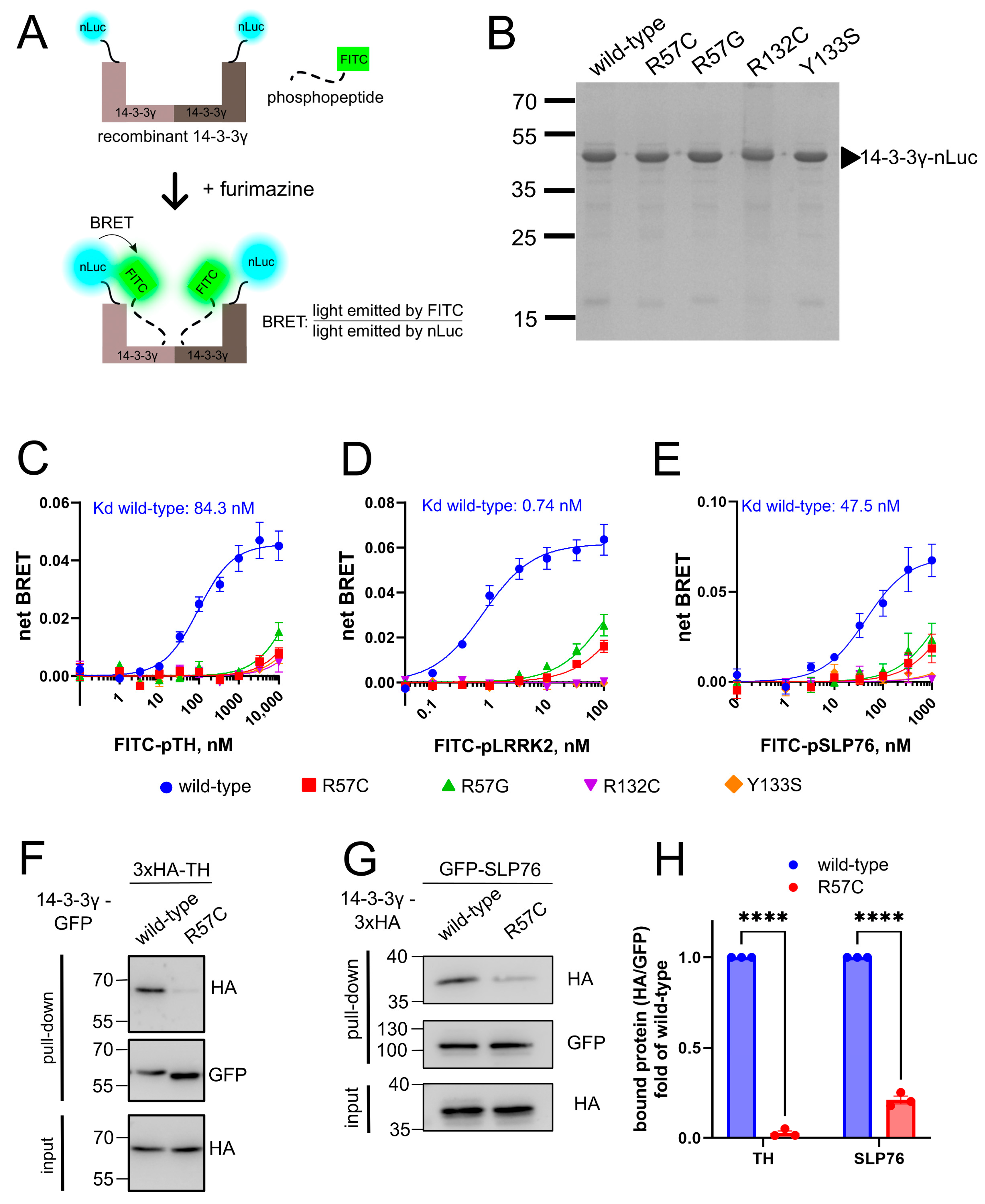 Cells 14 00559 g002 Cells 14 00559 g002