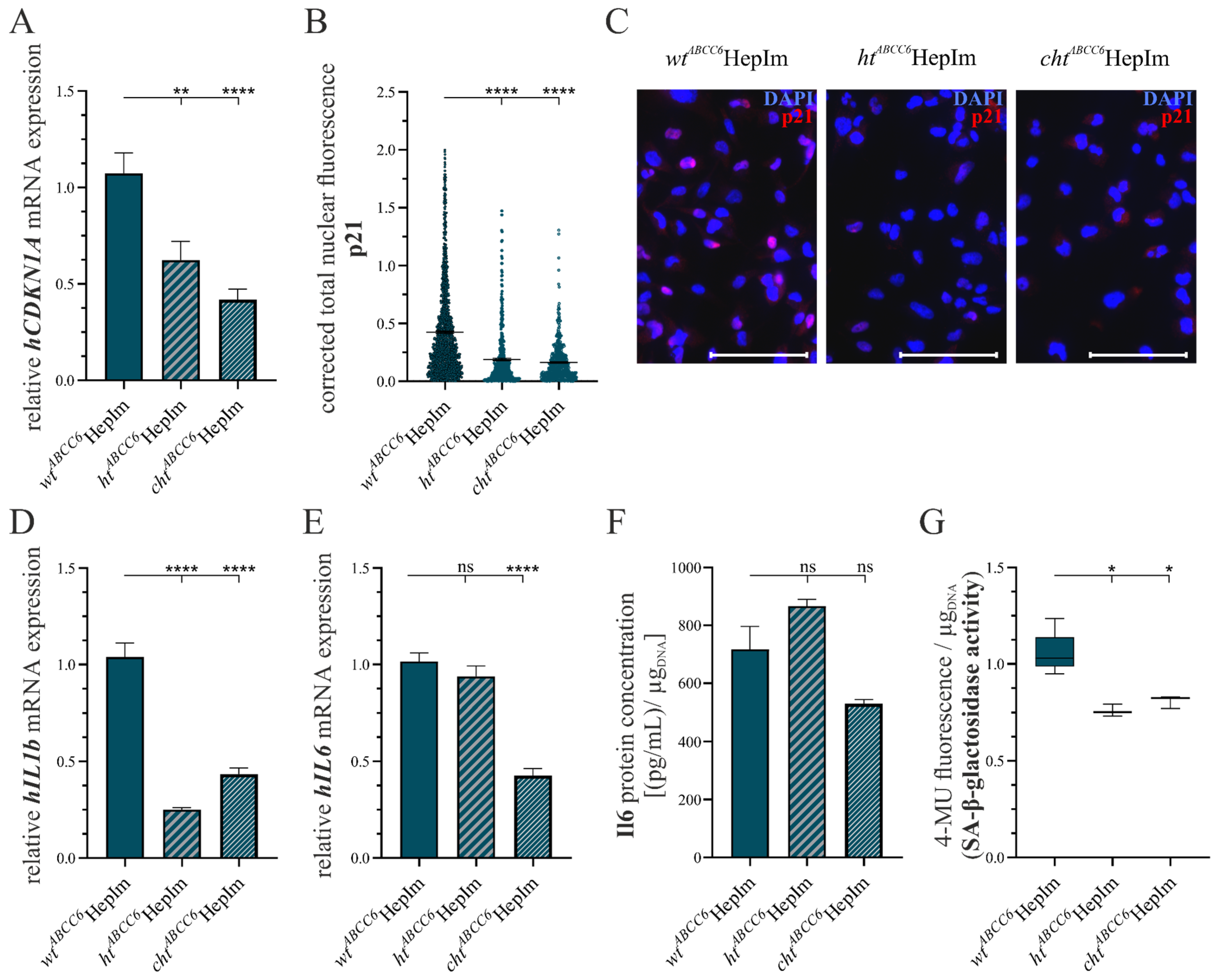 Cells 14 00576 g007 Cells 14 00576 g007