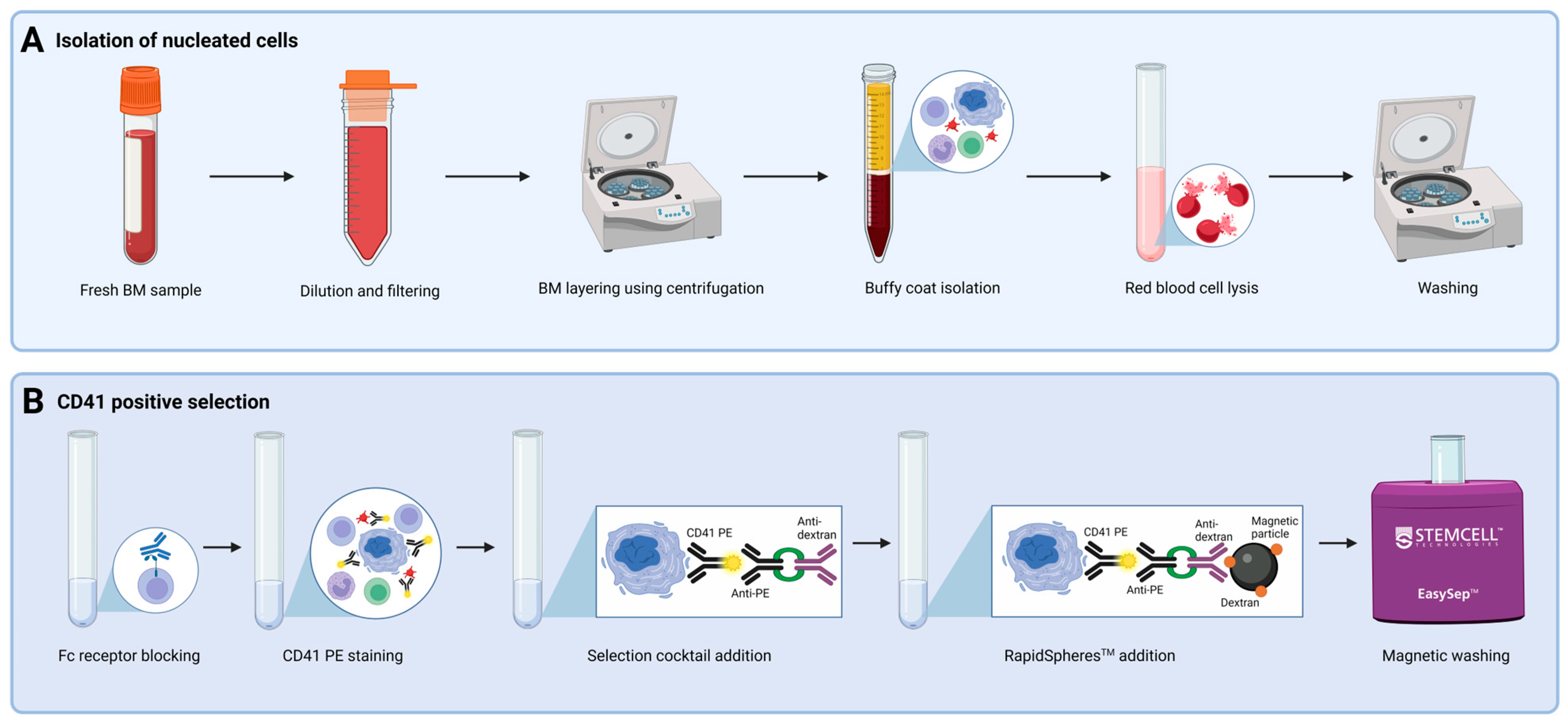 Cells 14 00588 g001 Cells 14 00588 g001