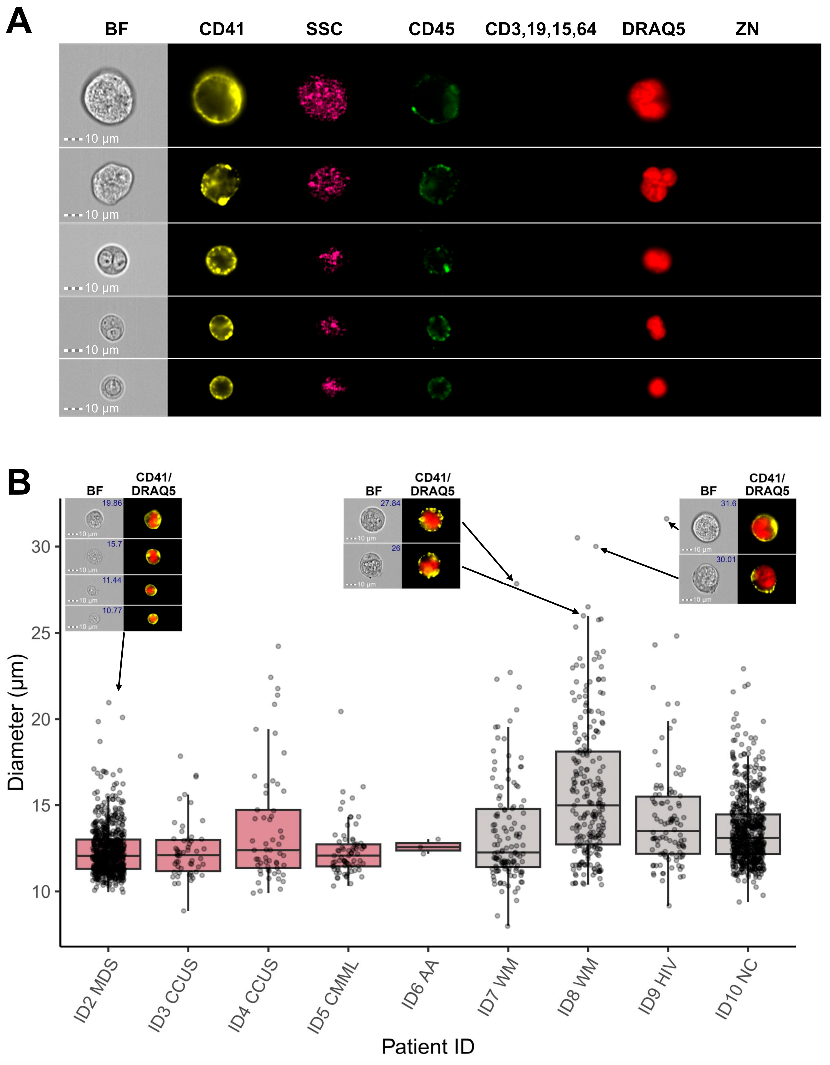 Cells 14 00588 g008 Cells 14 00588 g008