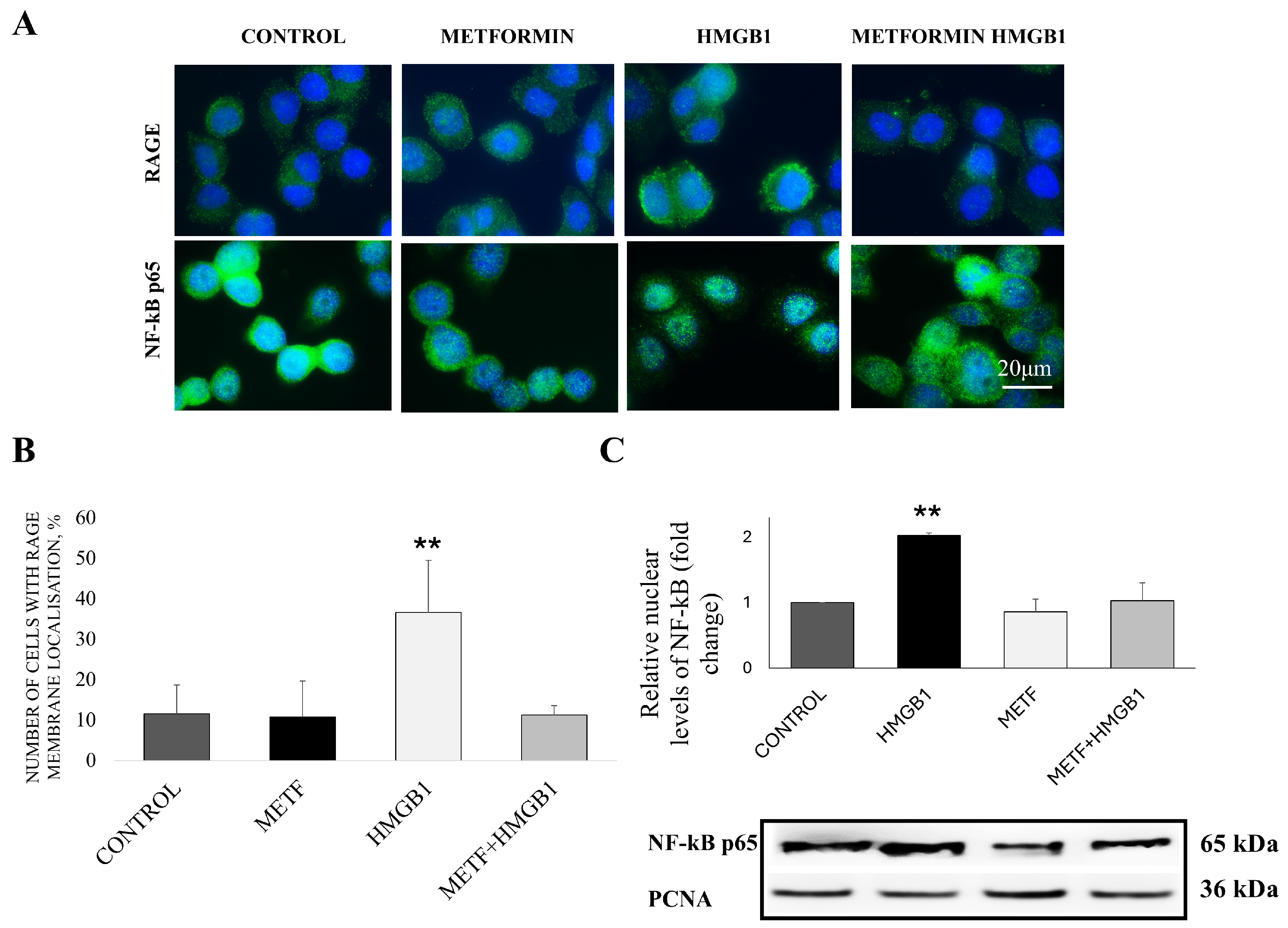 Cells 14 00590 g001 Cells 14 00590 g001
