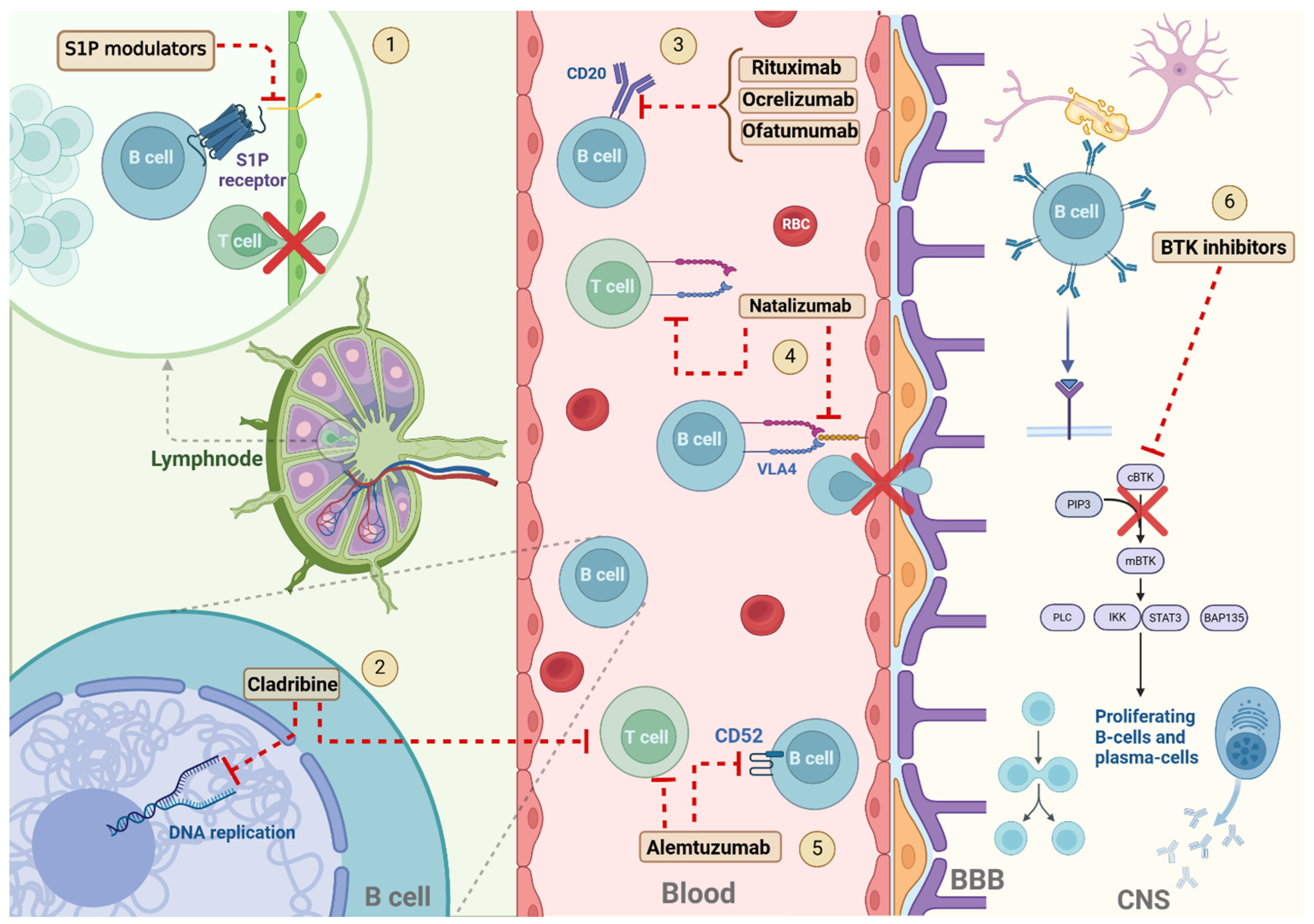 Cells 14 00606 g001 Cells 14 00606 g001