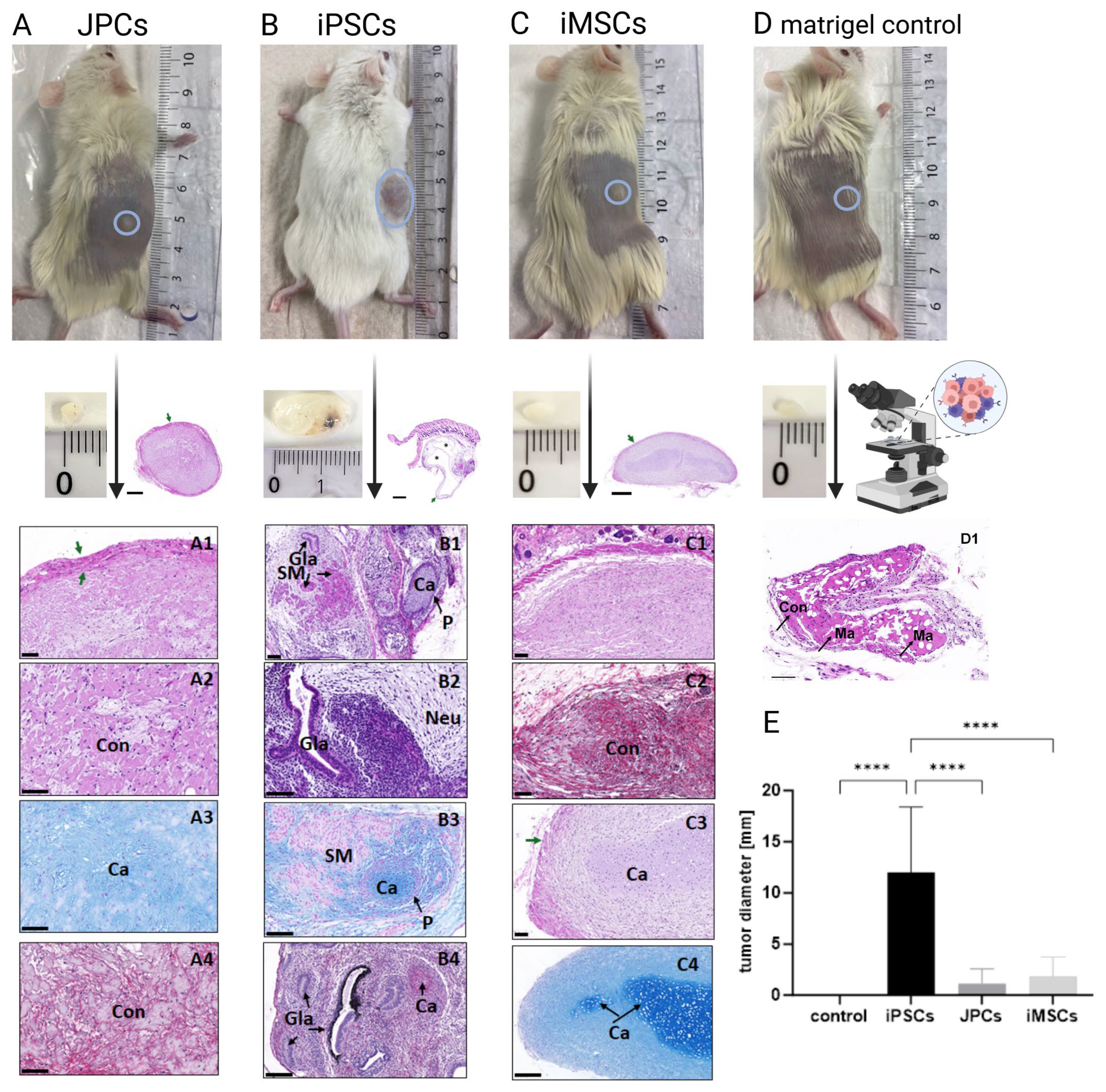 Cells 14 00627 g008 Cells 14 00627 g008
