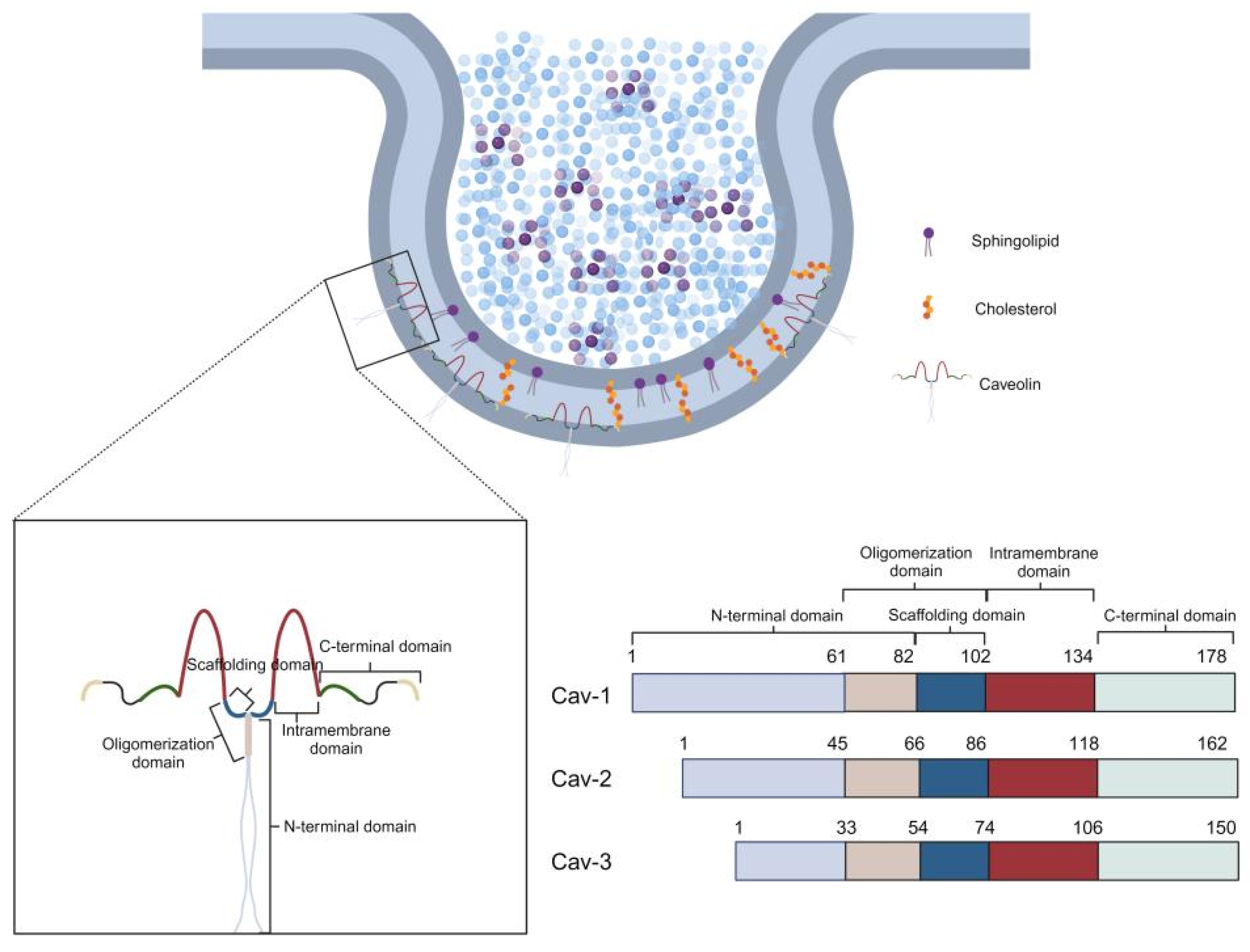 Cells 14 00631 g001 Cells 14 00631 g001