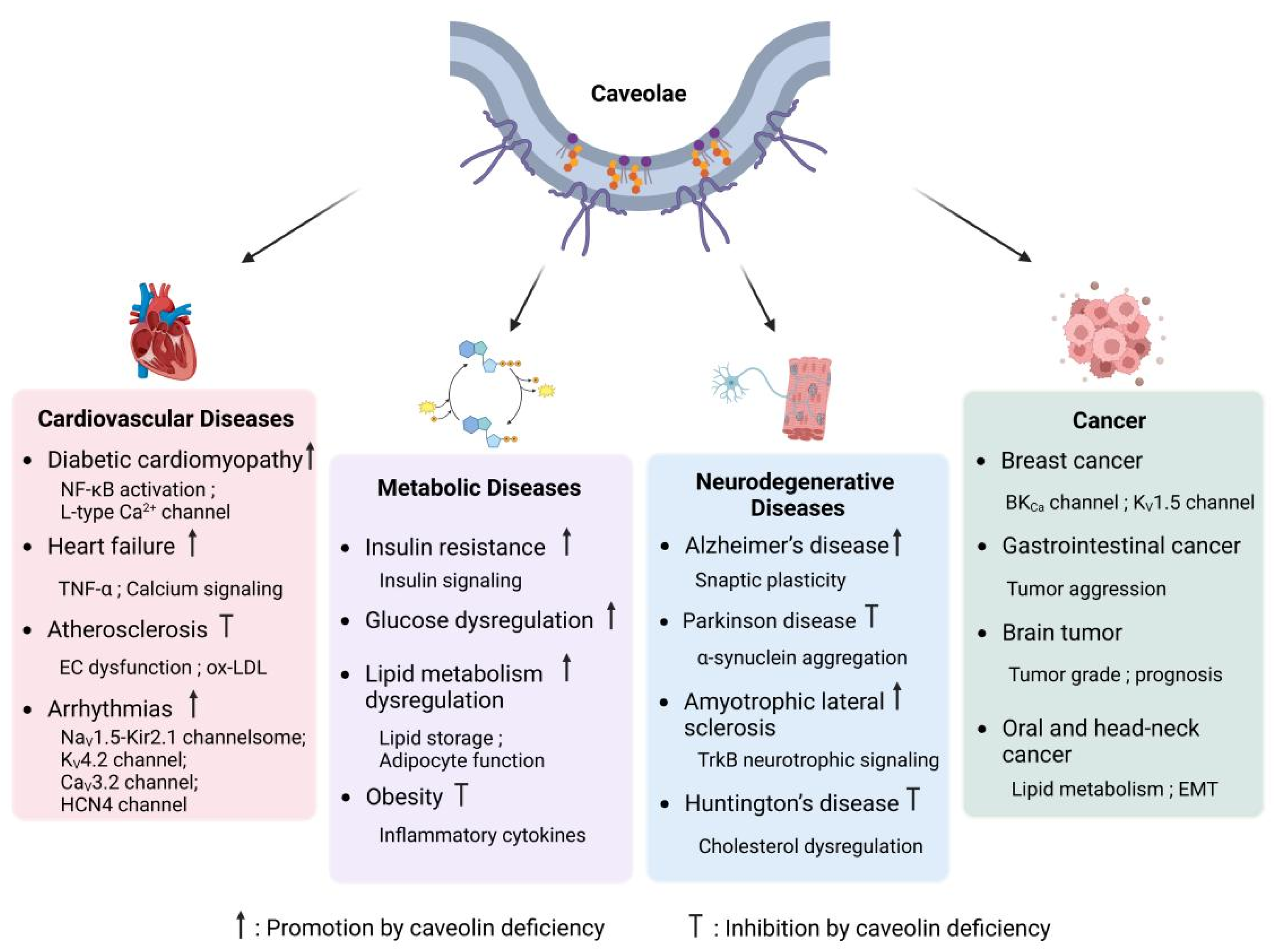 Cells 14 00631 g004 Cells 14 00631 g004