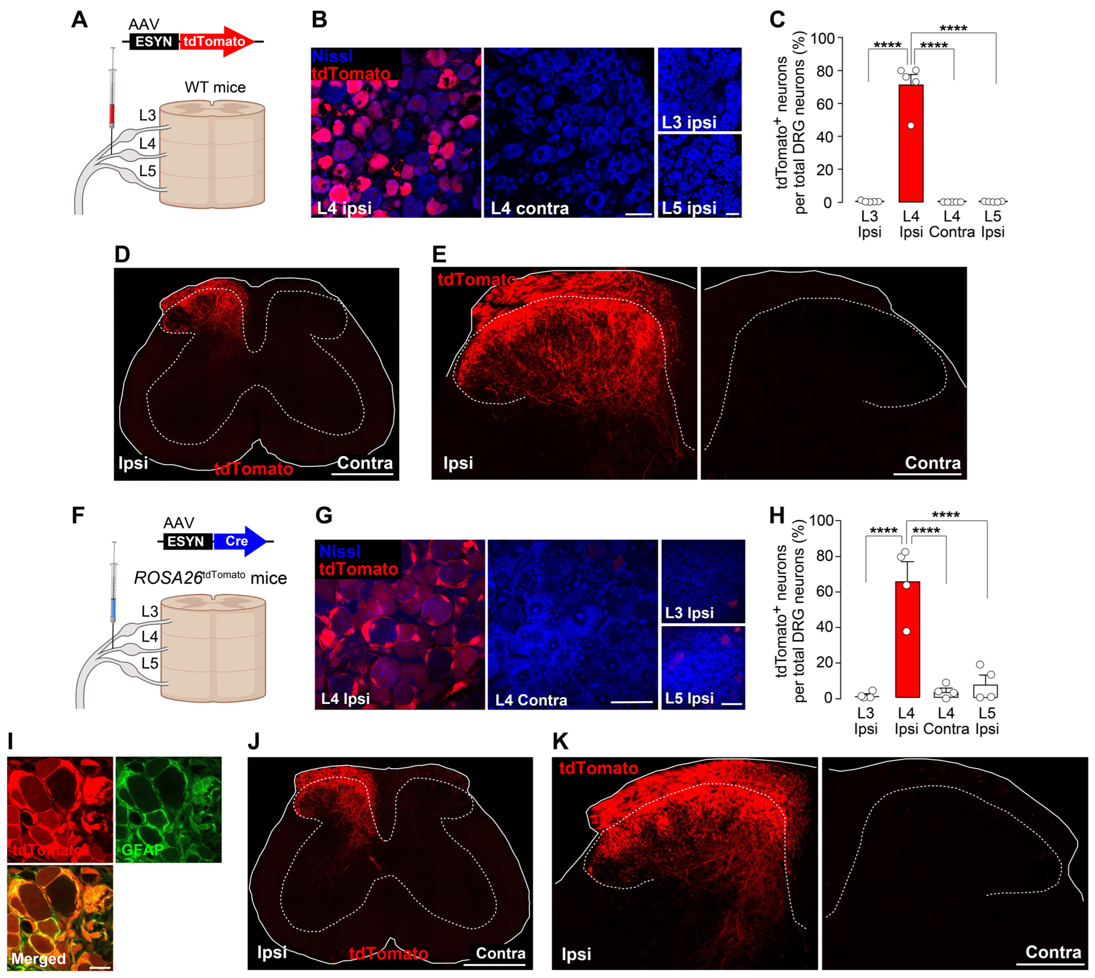 Cells 14 00666 g001