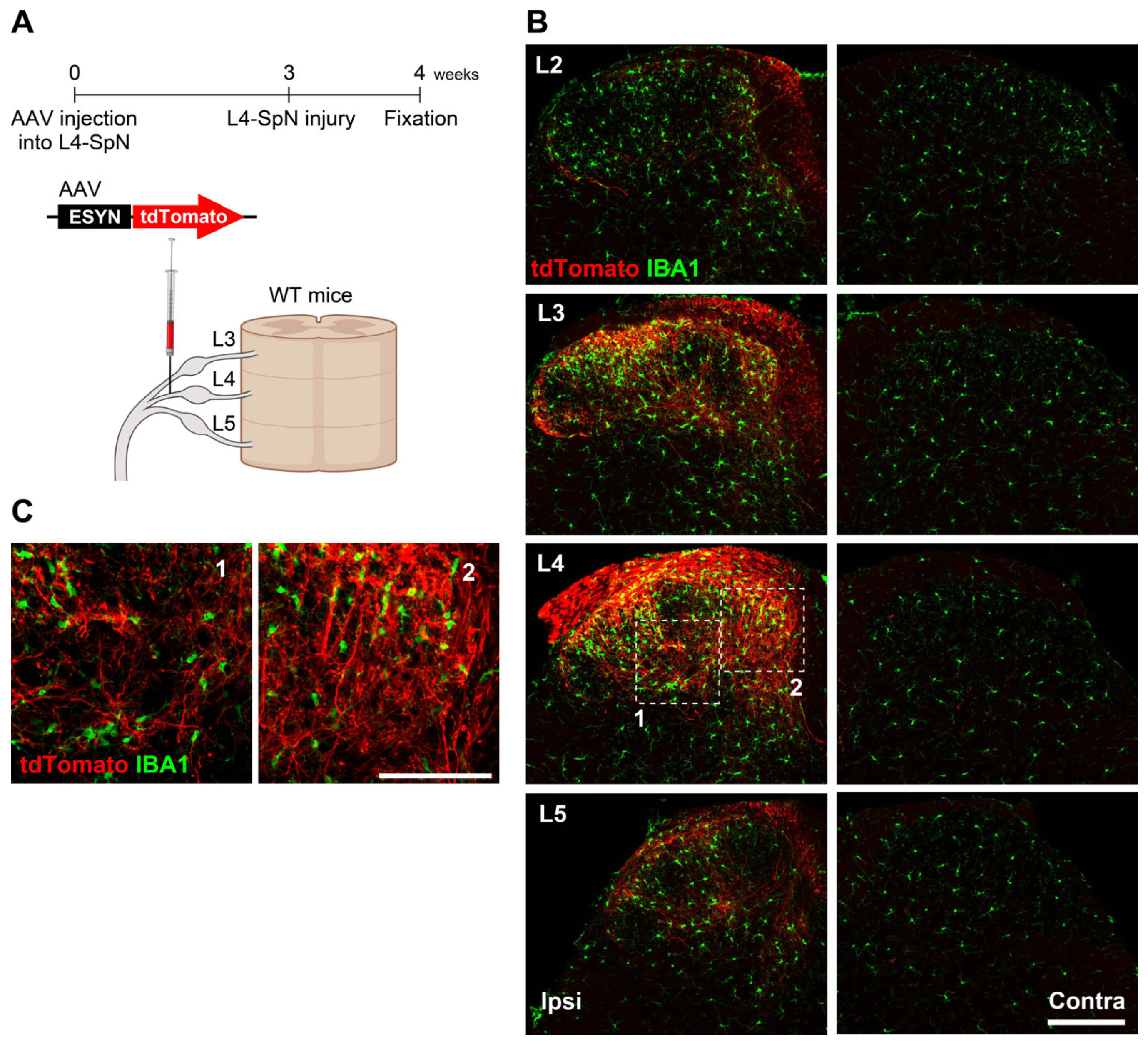 Cells 14 00666 g002