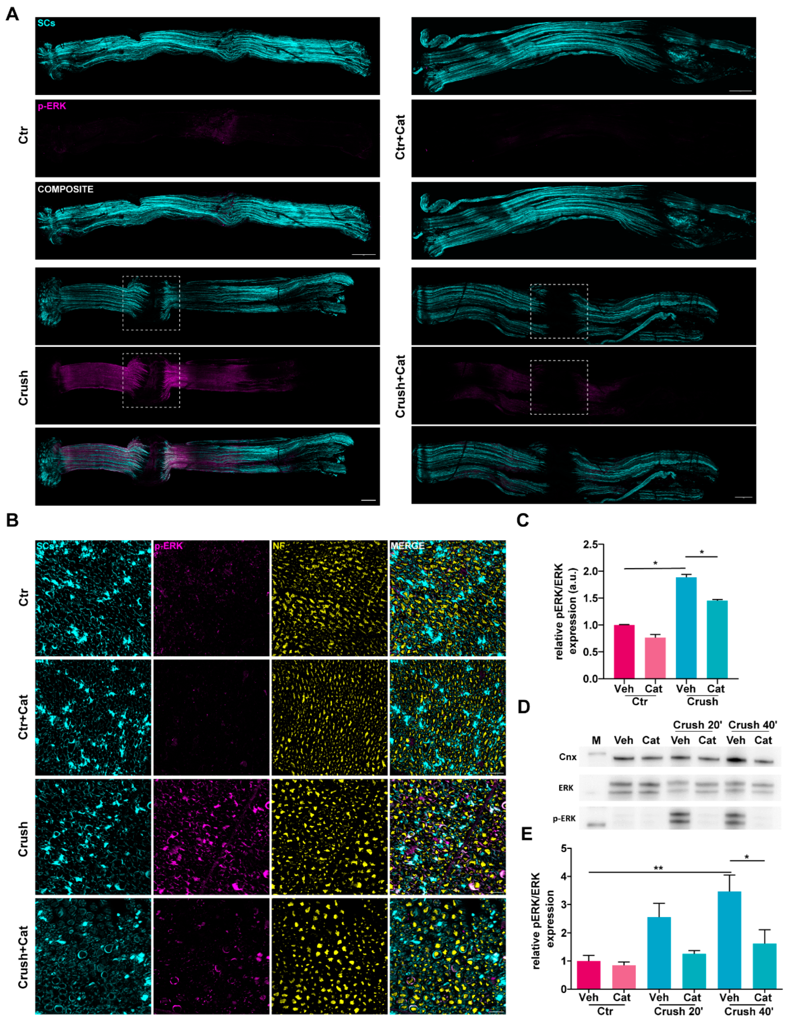 Cells 14 00671 g002