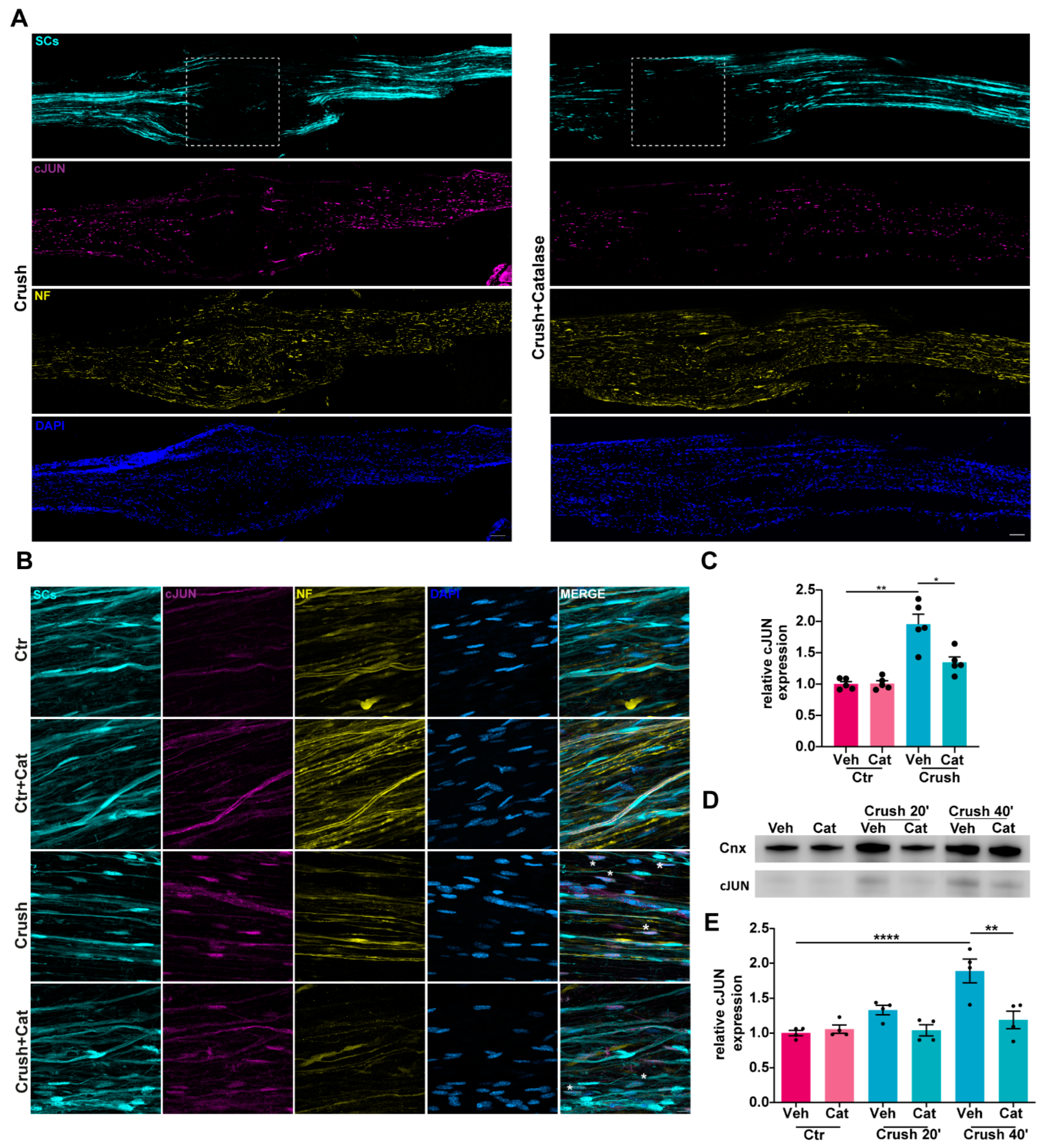 Cells 14 00671 g003