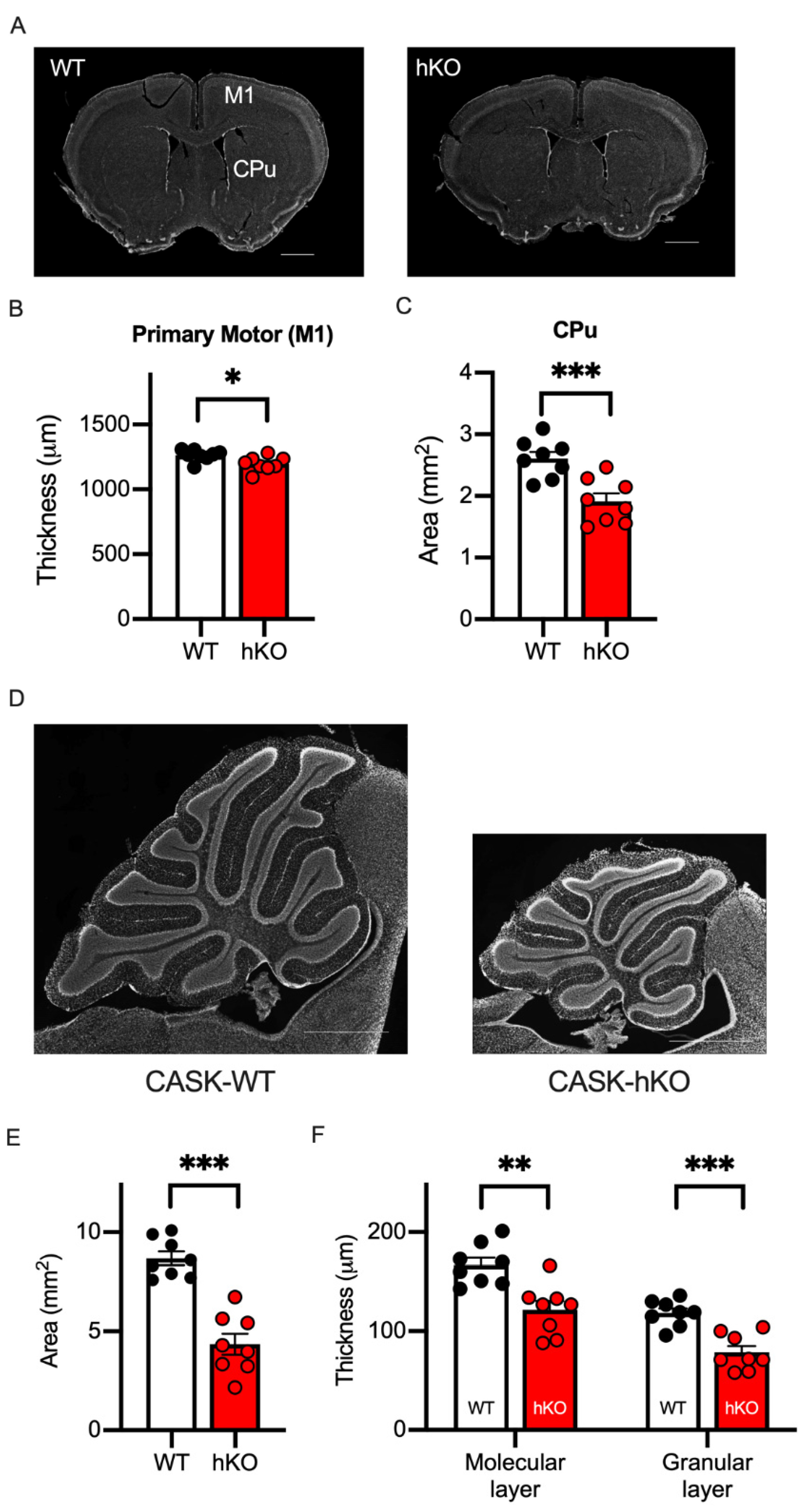 Cells 14 00735 g003 Cells 14 00735 g003