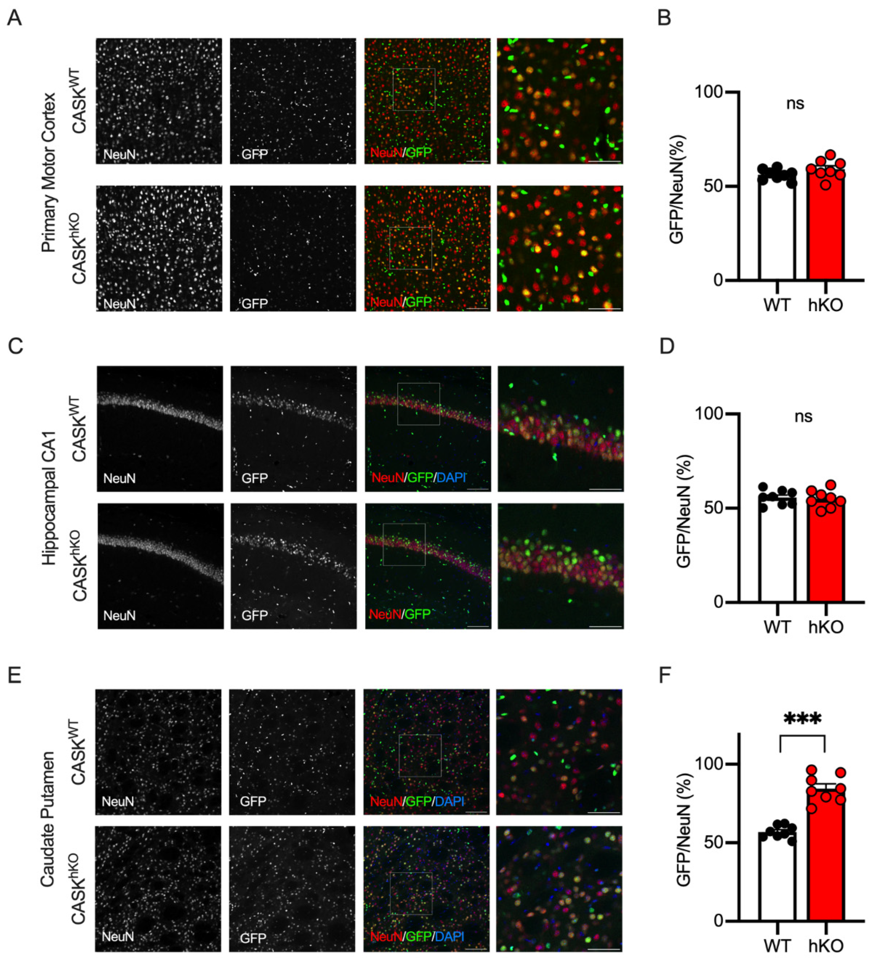 Cells 14 00735 g006 Cells 14 00735 g006