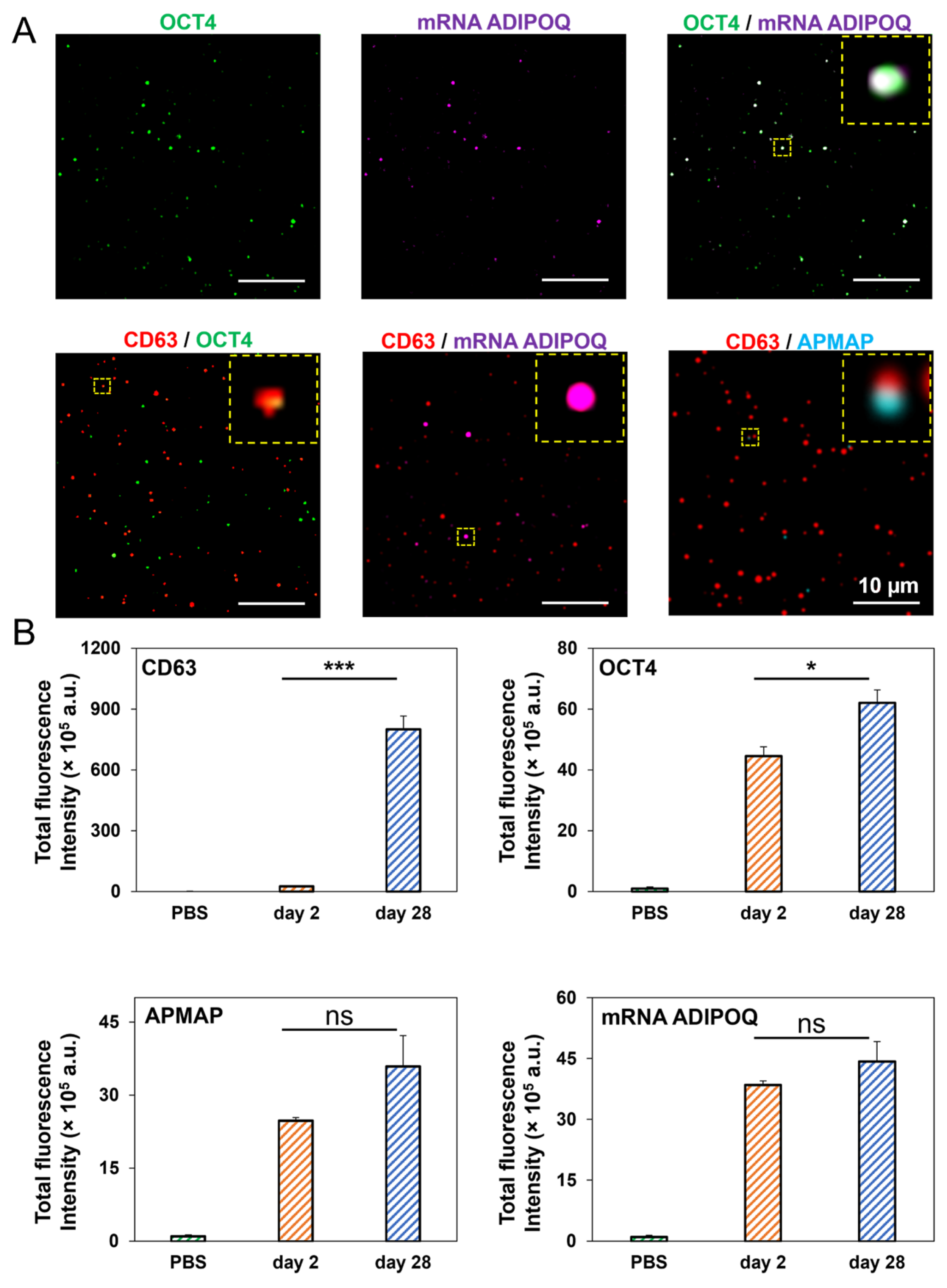Cells 14 00757 g006