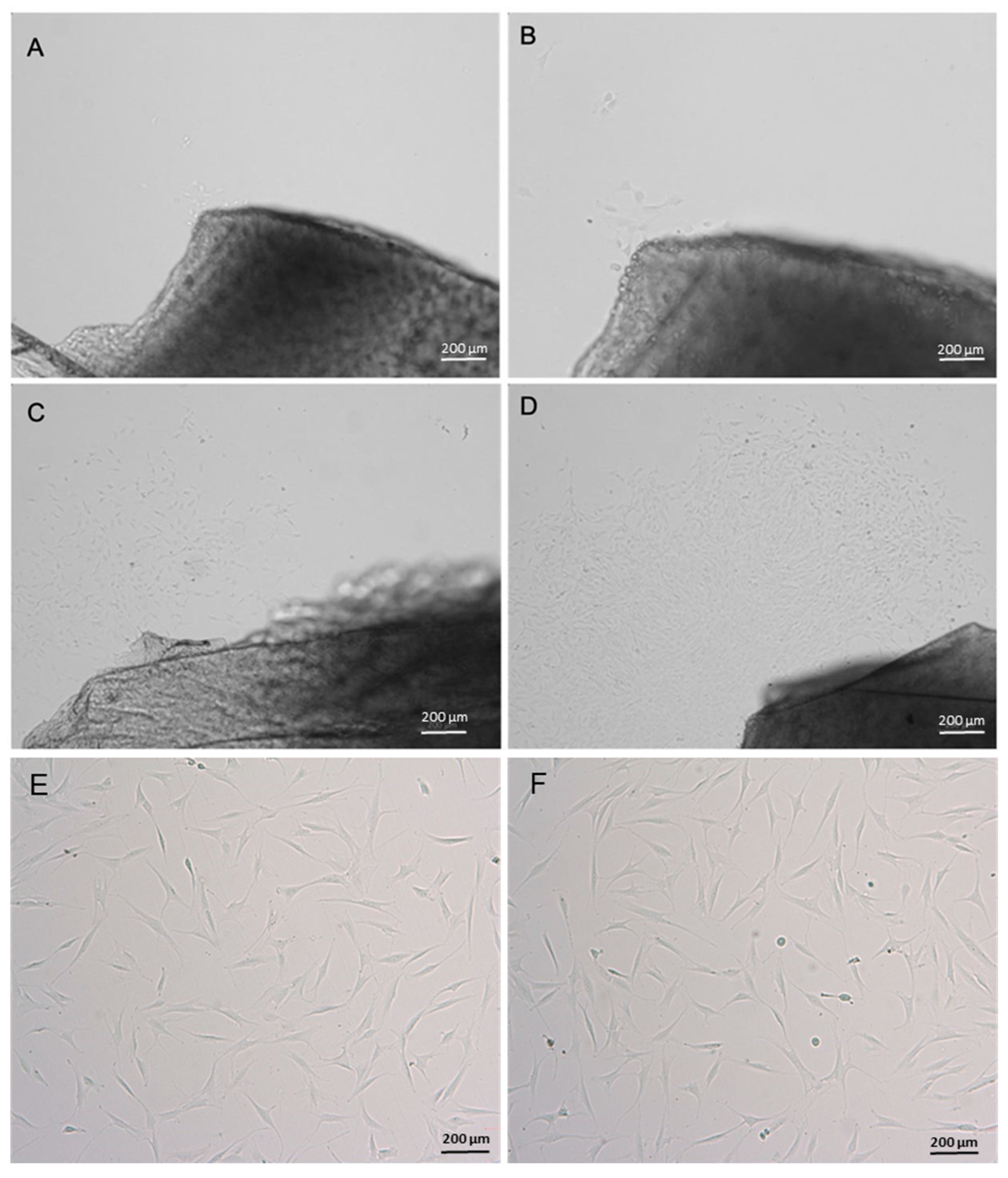 Cells 14 00830 g001