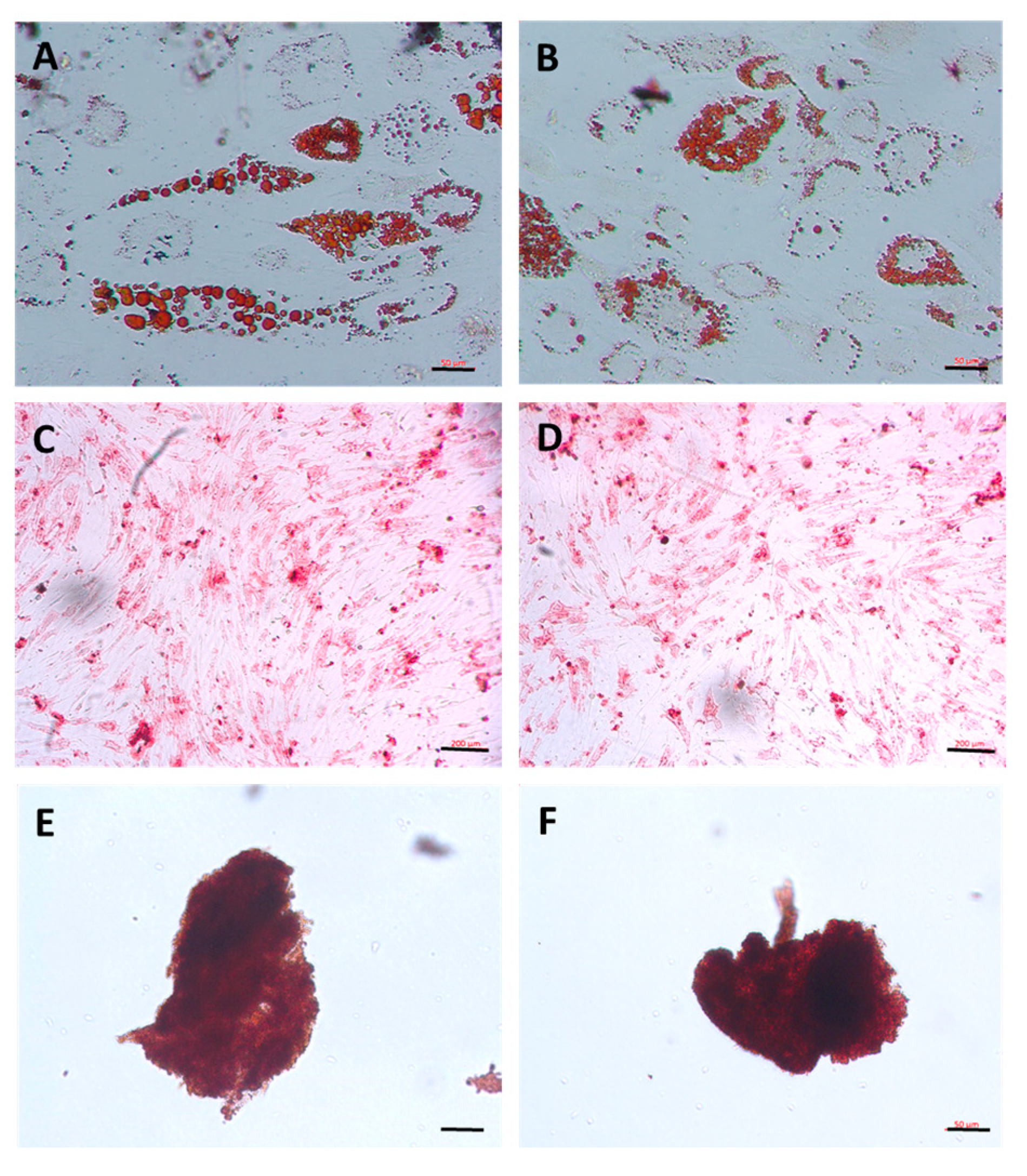 Cells 14 00830 g002