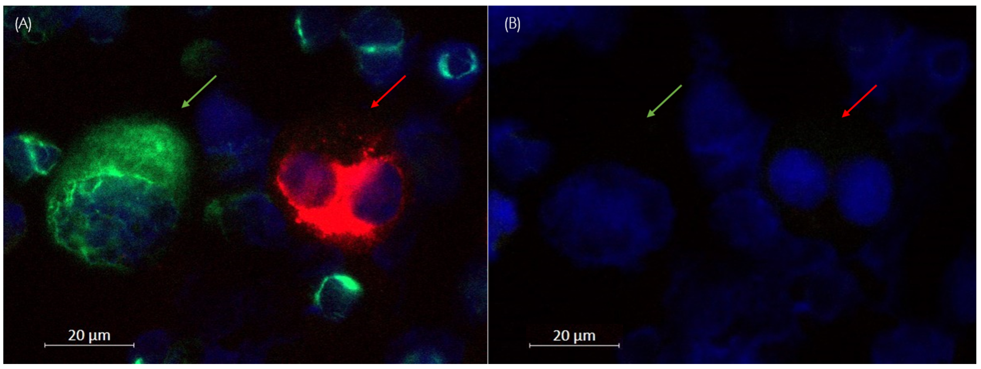 Cells 14 00857 g004 Cells 14 00857 g004