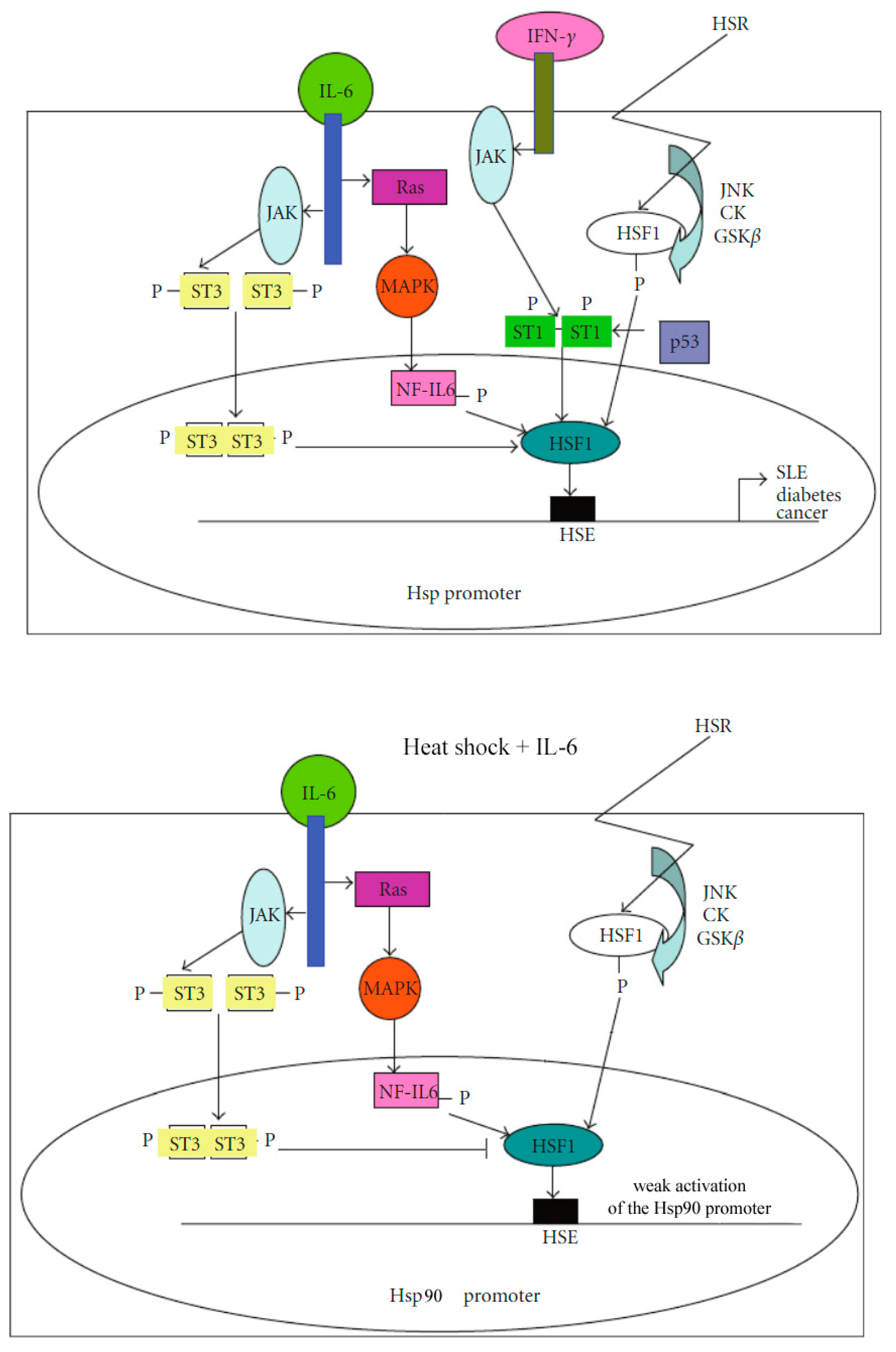 Cells 14 00979 g001 Cells 14 00979 g001