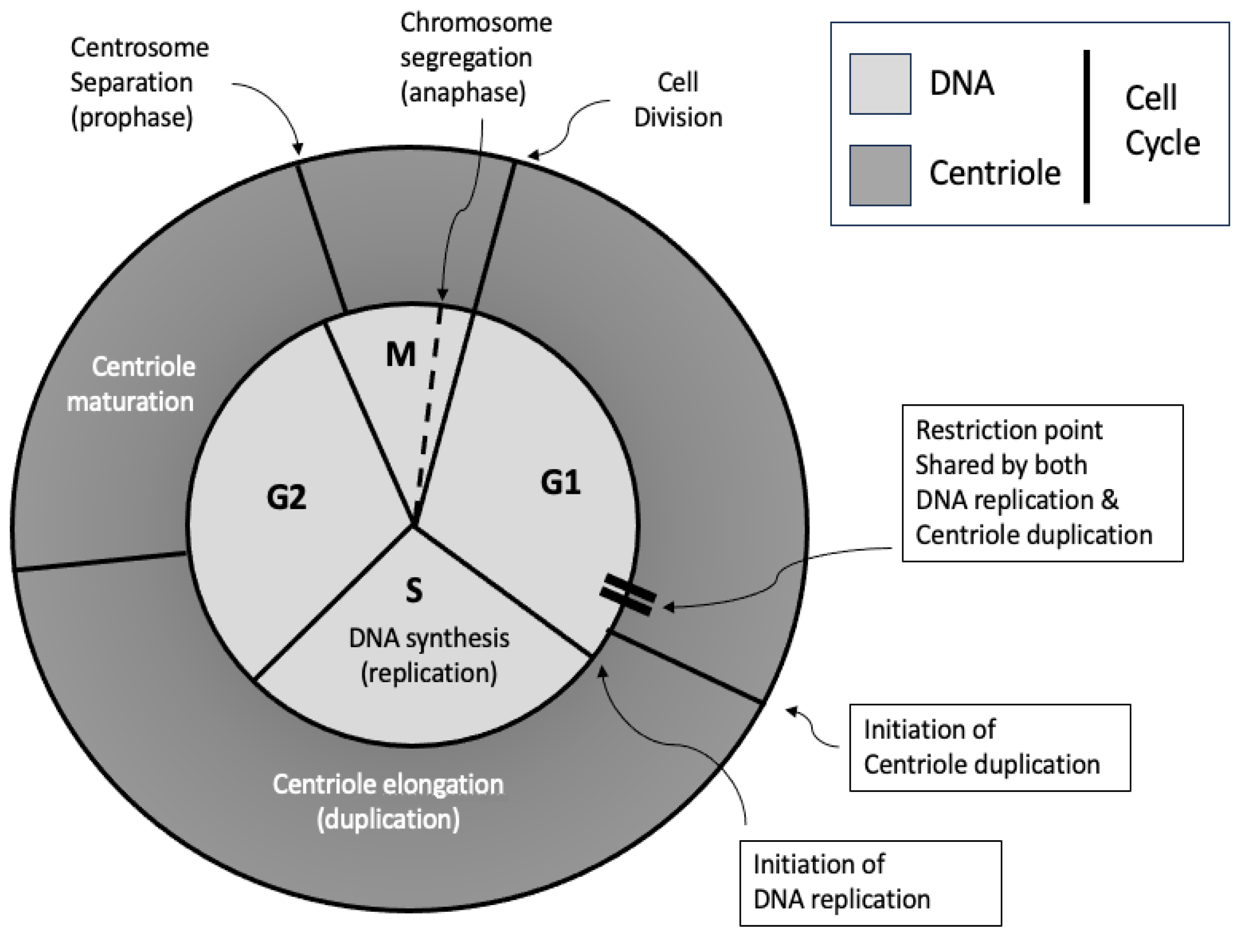 Cells 14 01094 g005 Cells 14 01094 g005