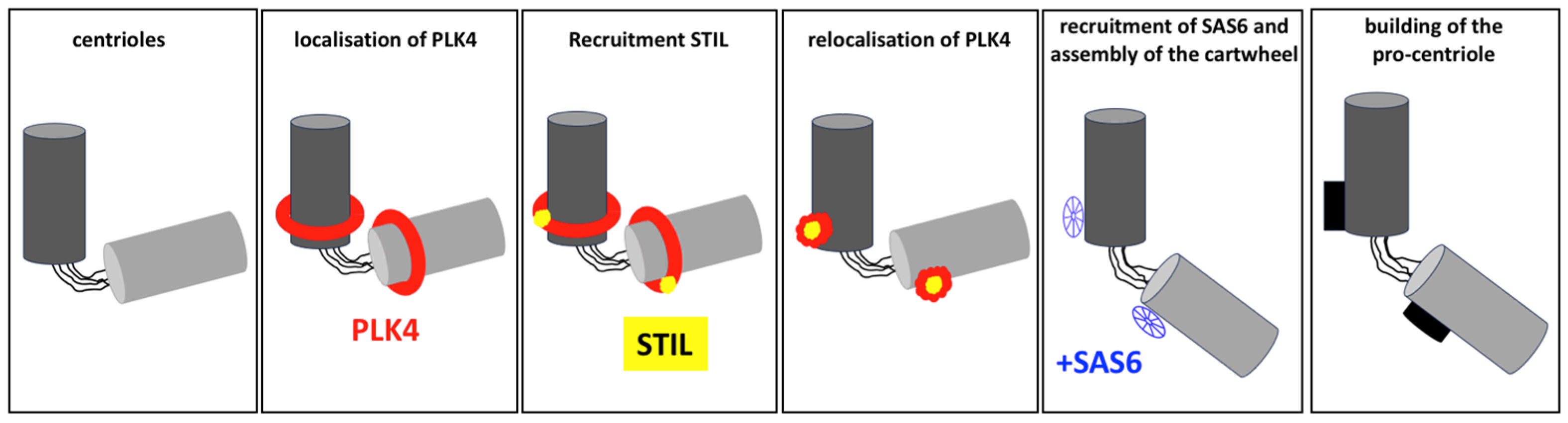 Cells 14 01094 g006 Cells 14 01094 g006
