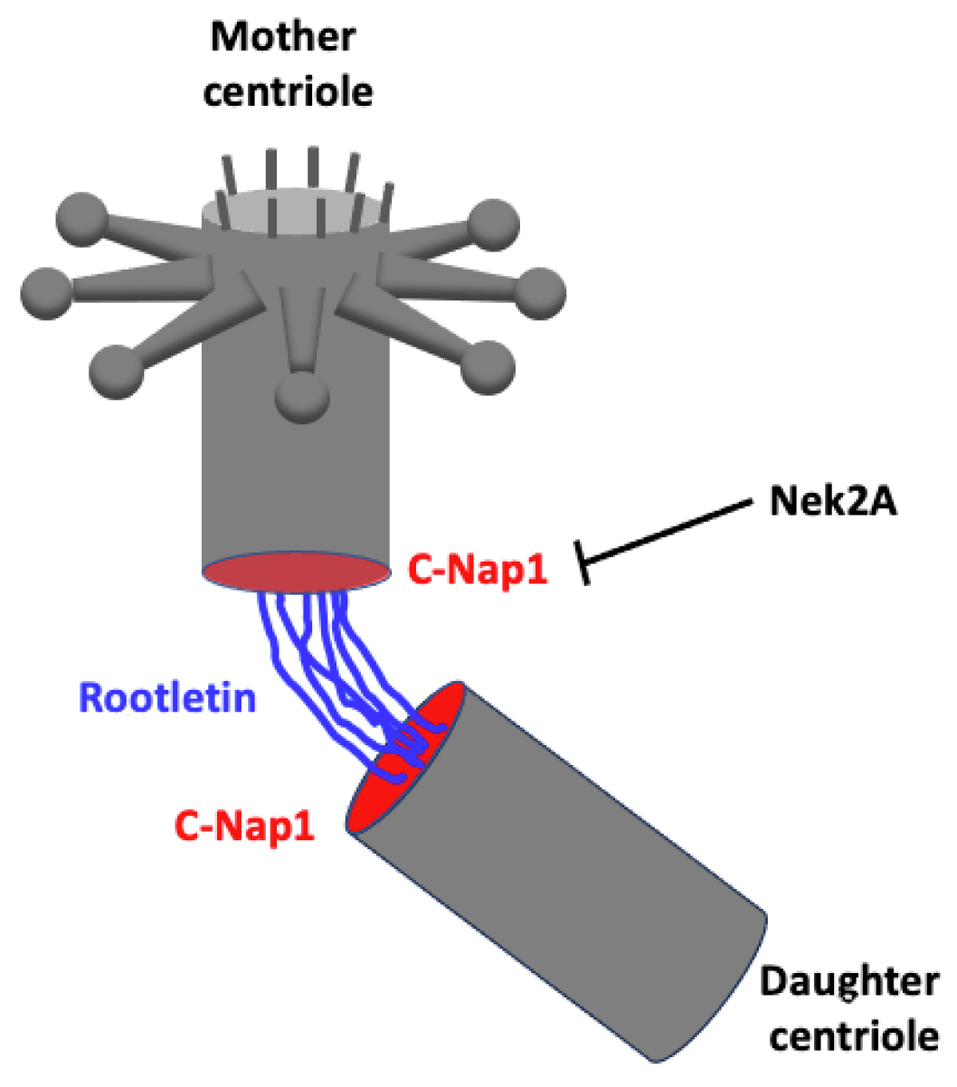 Cells 14 01094 g007 Cells 14 01094 g007