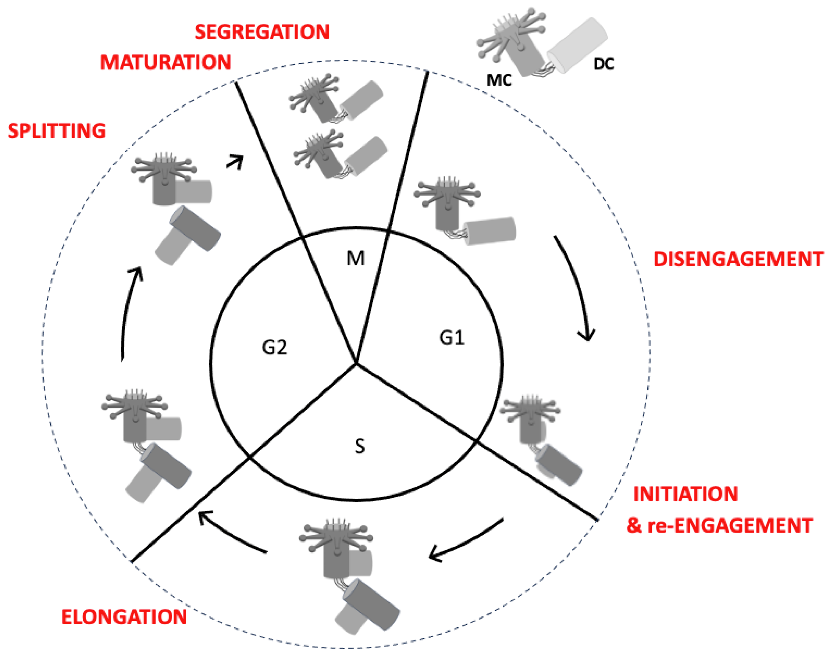Cells 14 01094 g008 Cells 14 01094 g008