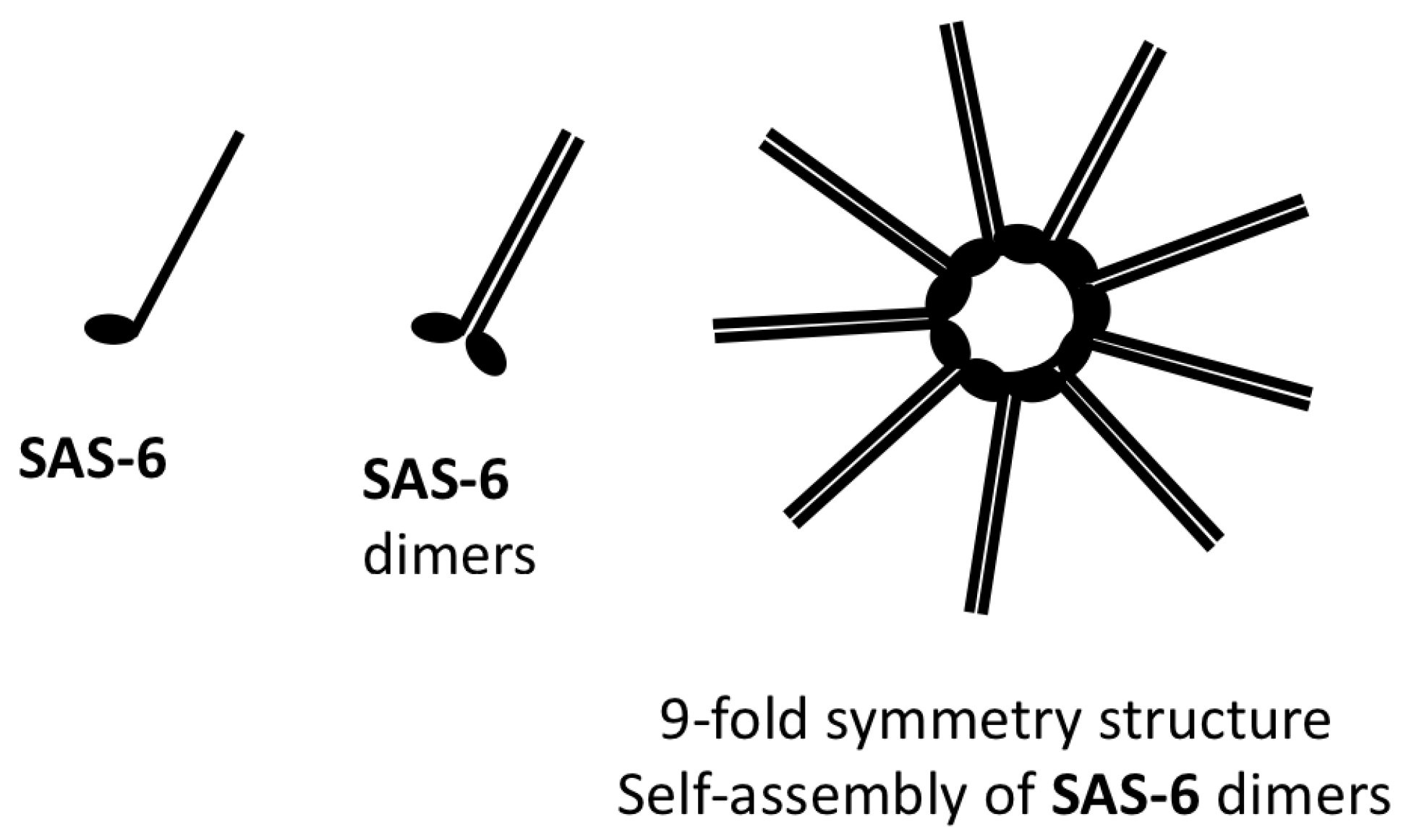 Cells 14 01094 g009 Cells 14 01094 g009