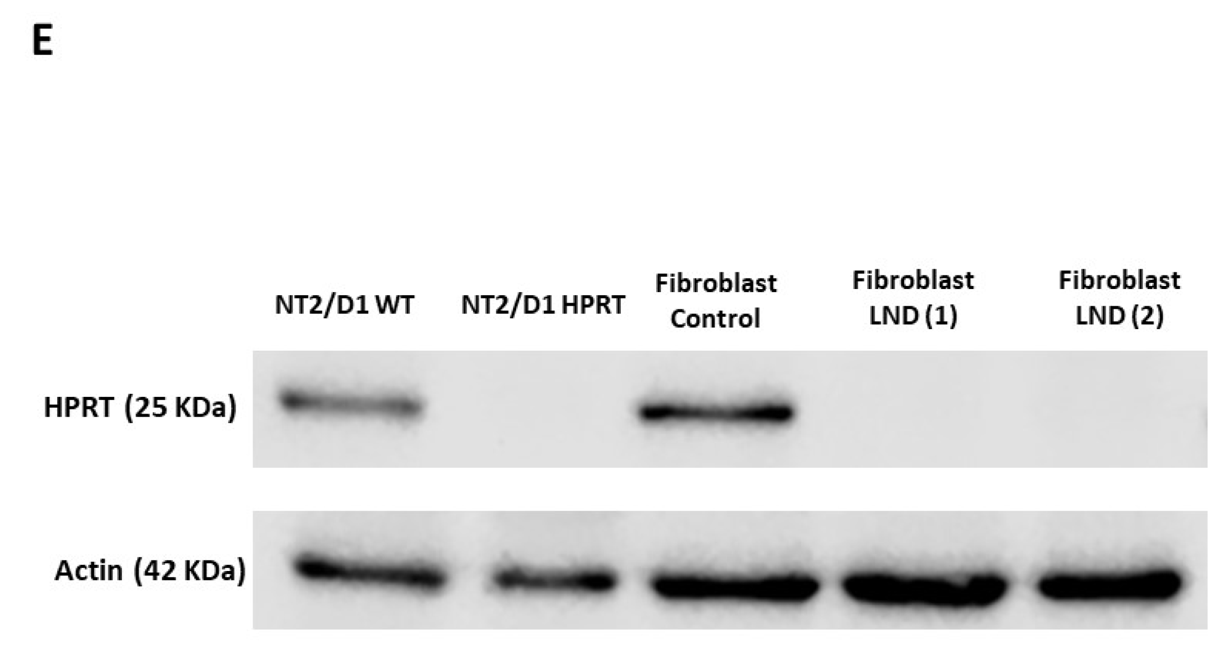 Cells 14 01105 g001b