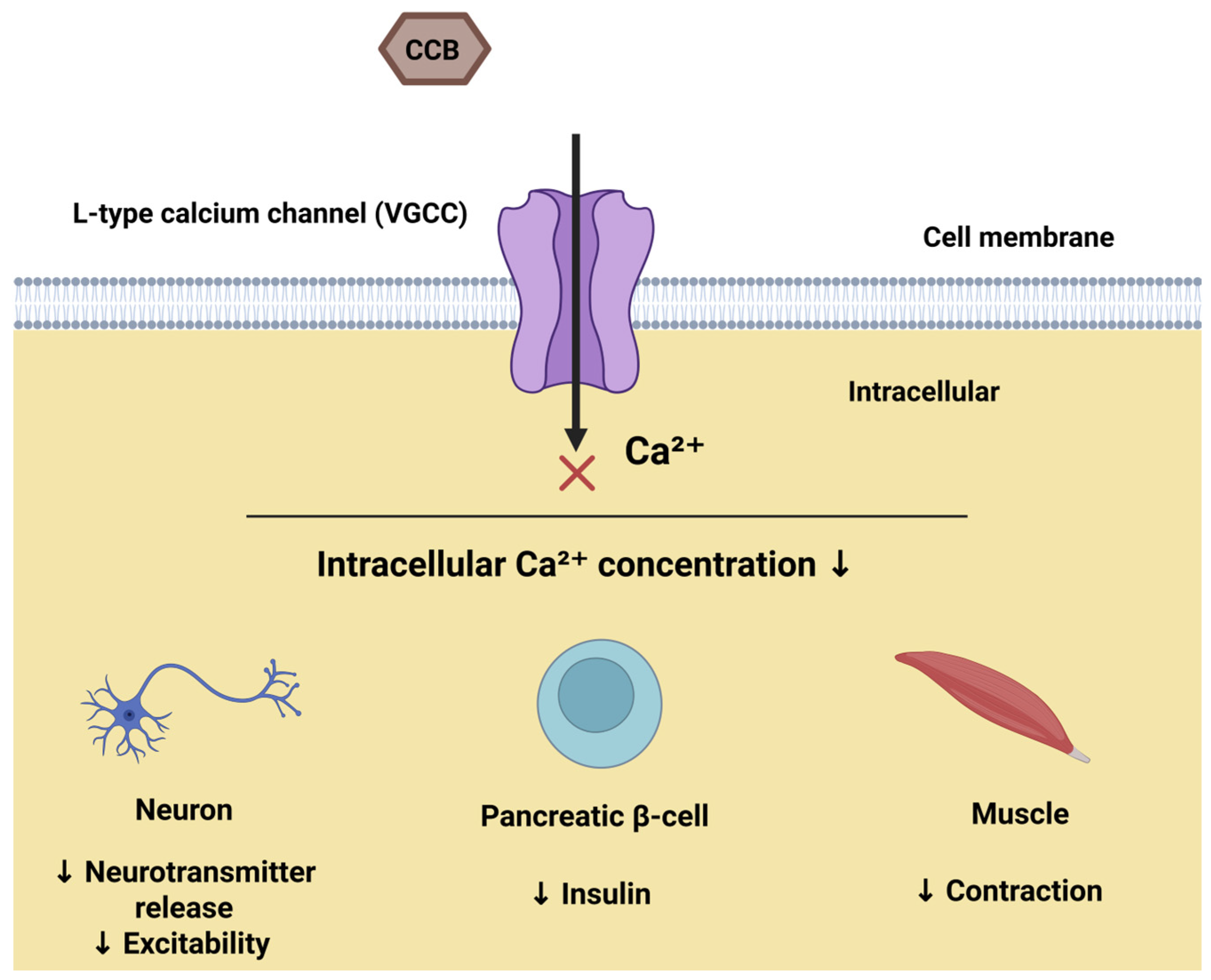 Cells 14 01114 g002