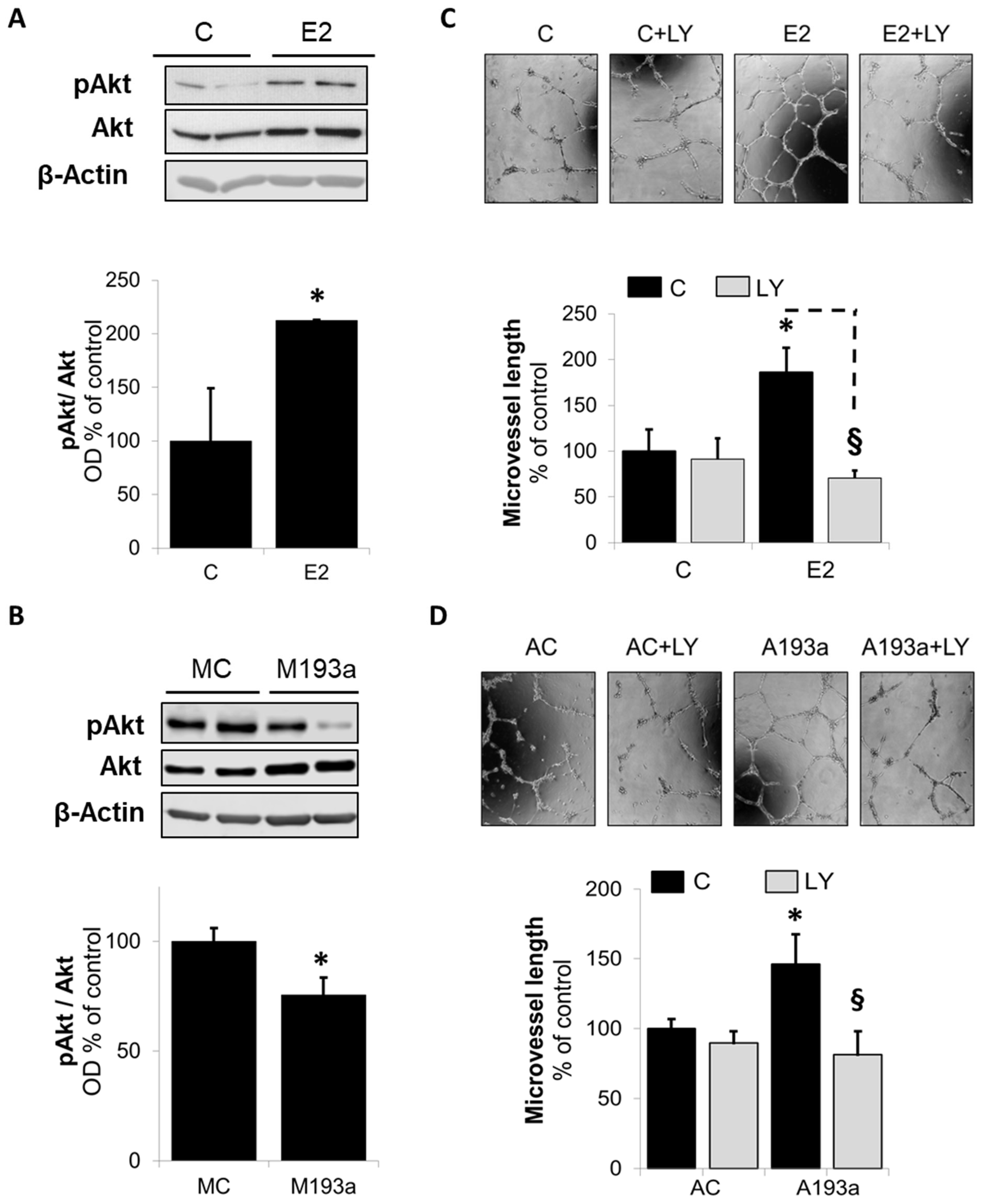 Cells 14 01134 g007