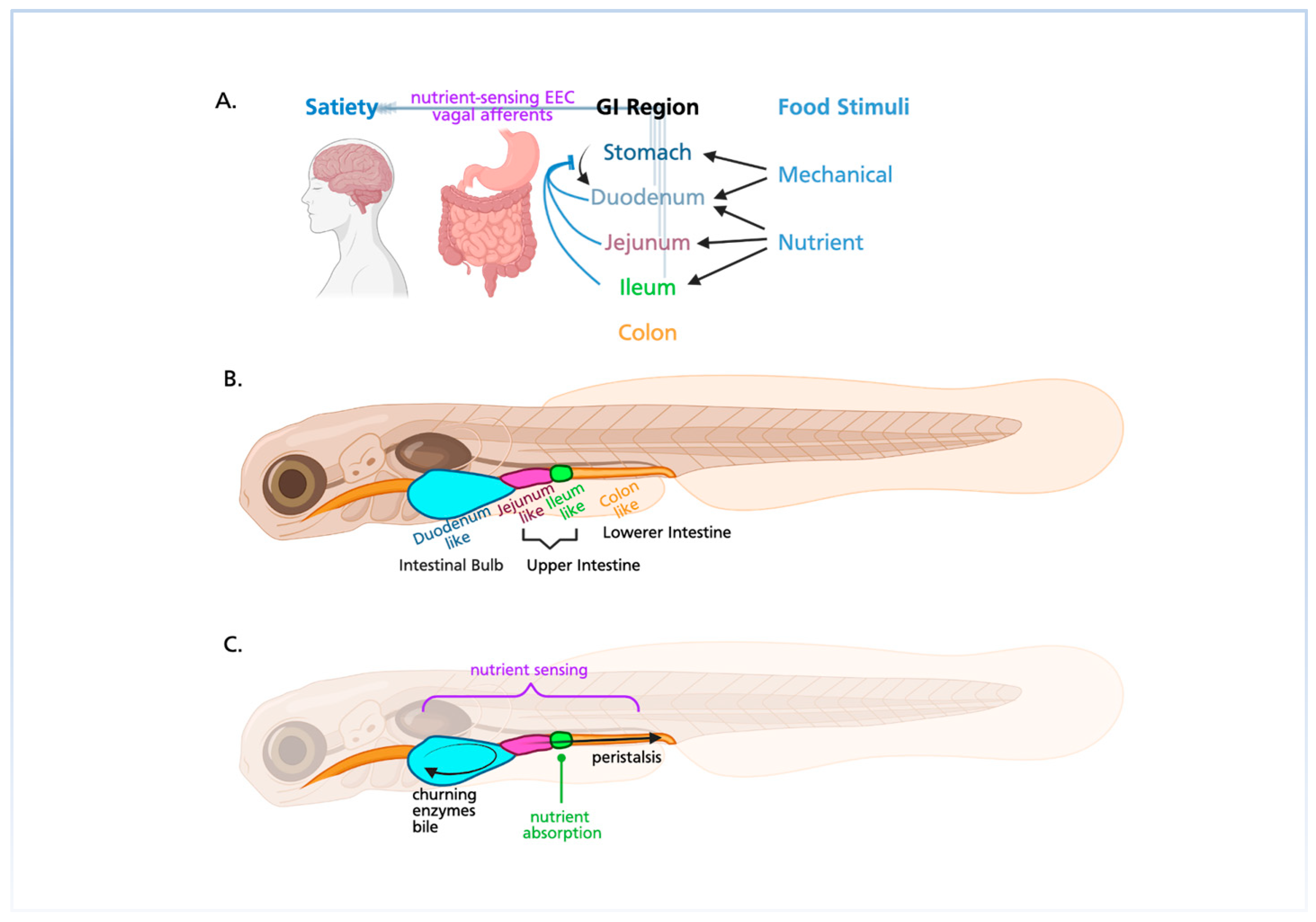 Cells 14 01170 g002 Cells 14 01170 g002
