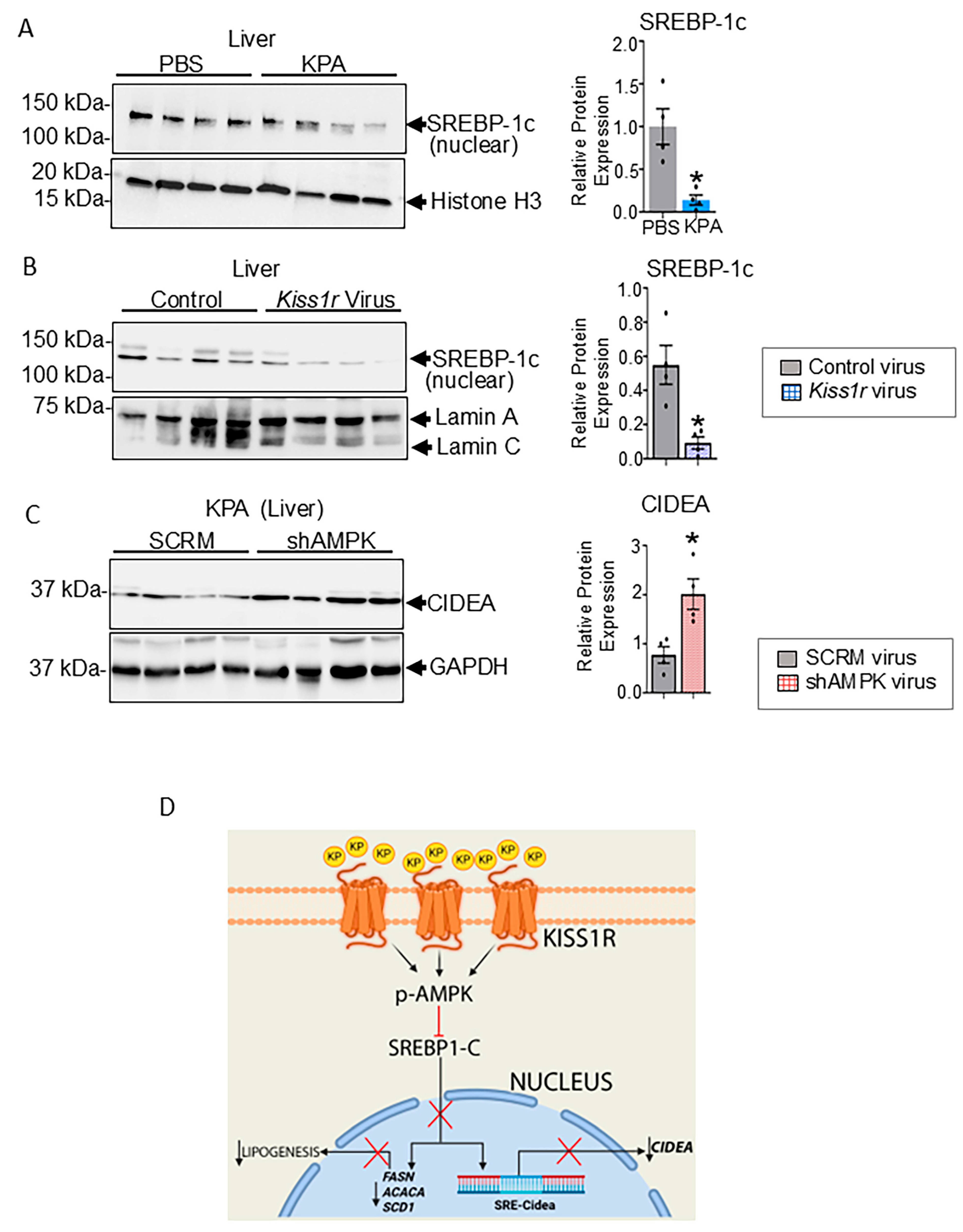 Cells 14 01289 g006 Cells 14 01289 g006
