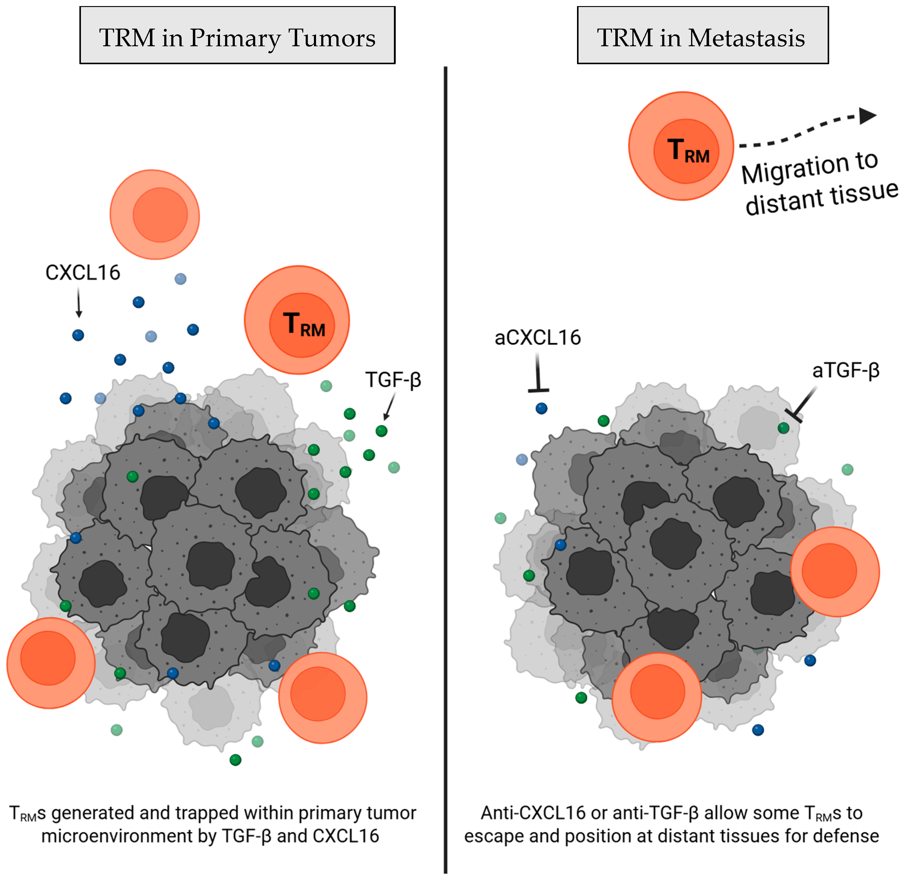 Cells 14 01297 g002 Cells 14 01297 g002