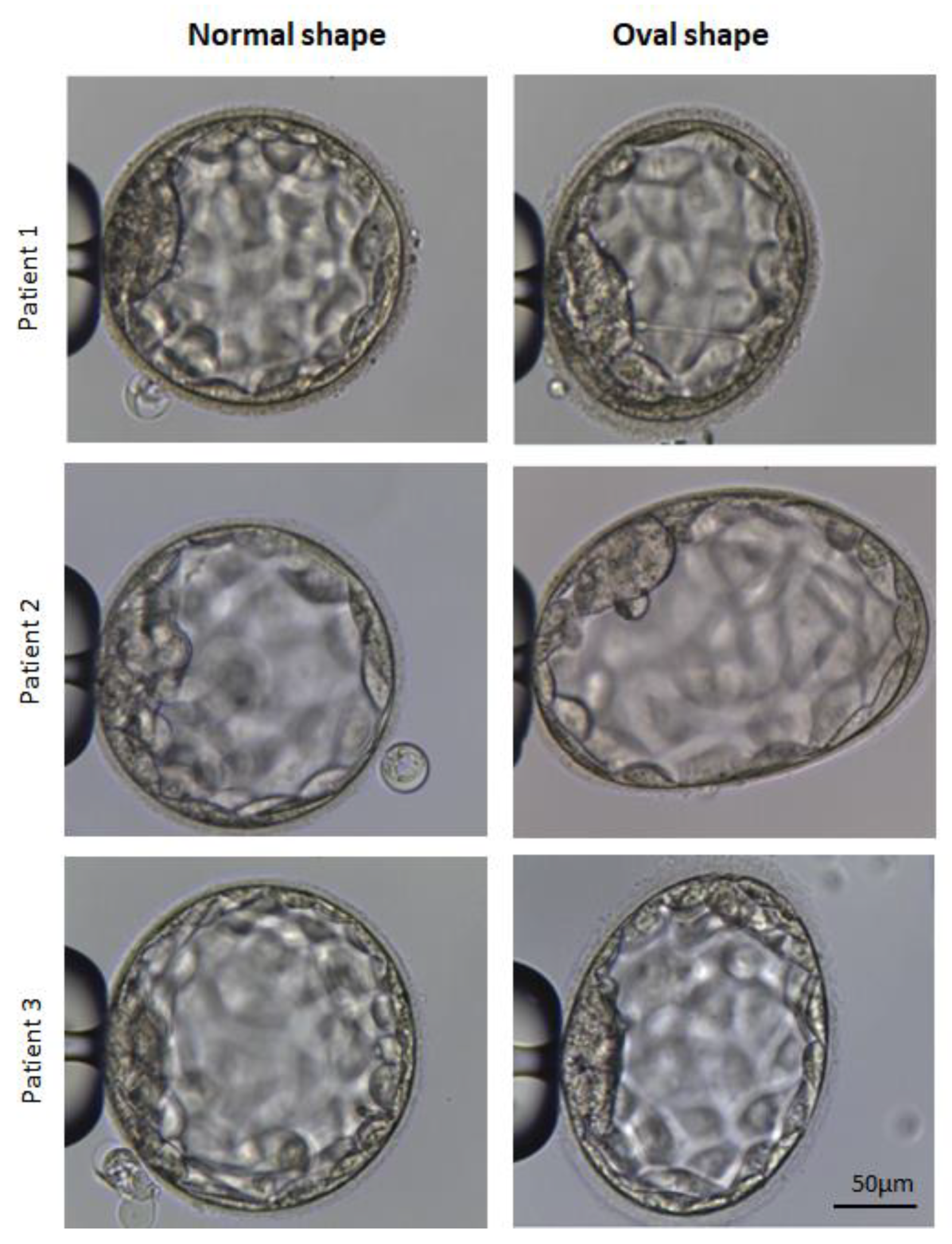Cells 14 01468 g004 Cells 14 01468 g004