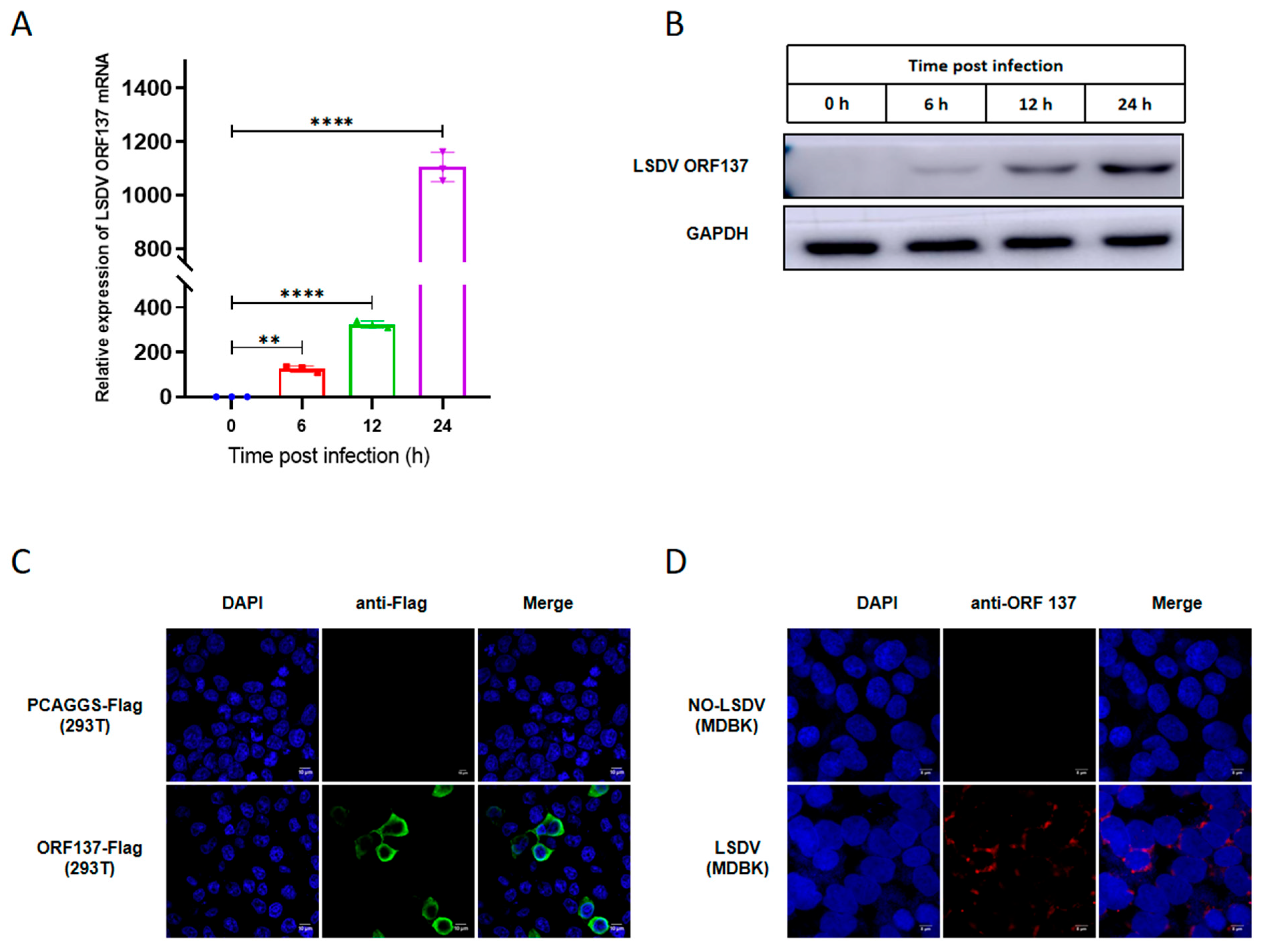 Cells 14 01475 g003 Cells 14 01475 g003
