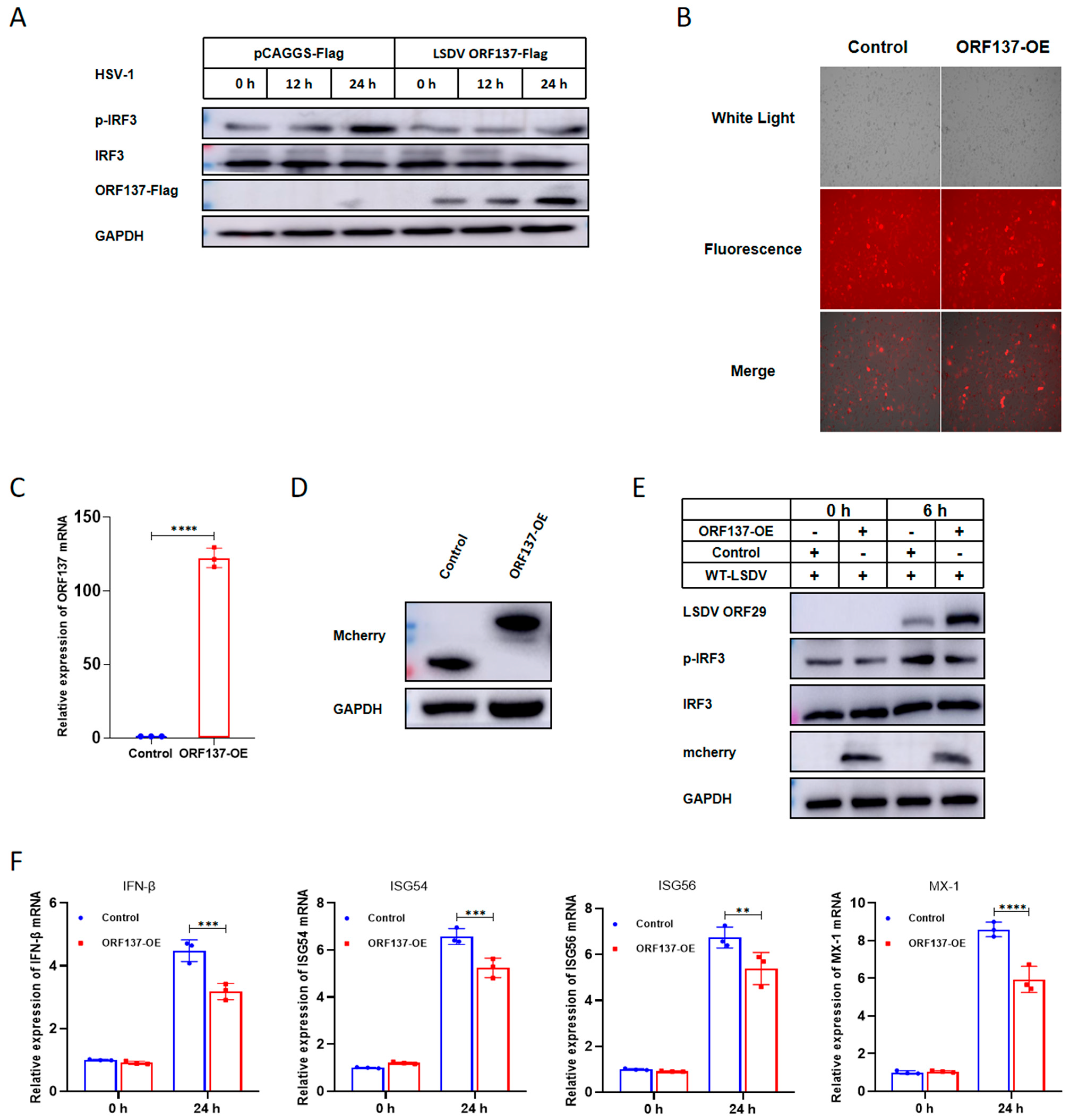 Cells 14 01475 g005 Cells 14 01475 g005