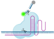 Cells 14 01539 i004 Cells 14 01539 i004