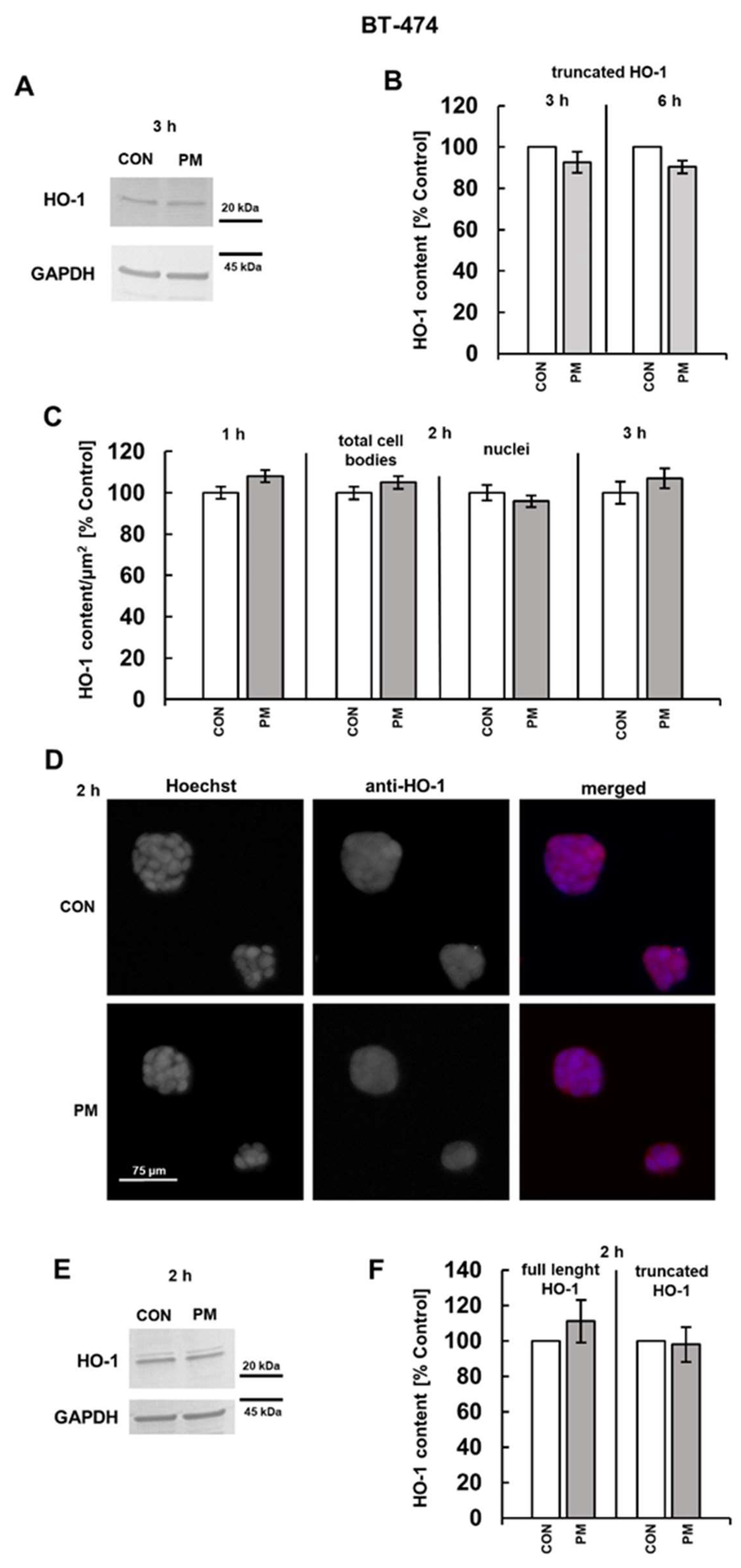 Cells 14 01581 g005 Cells 14 01581 g005