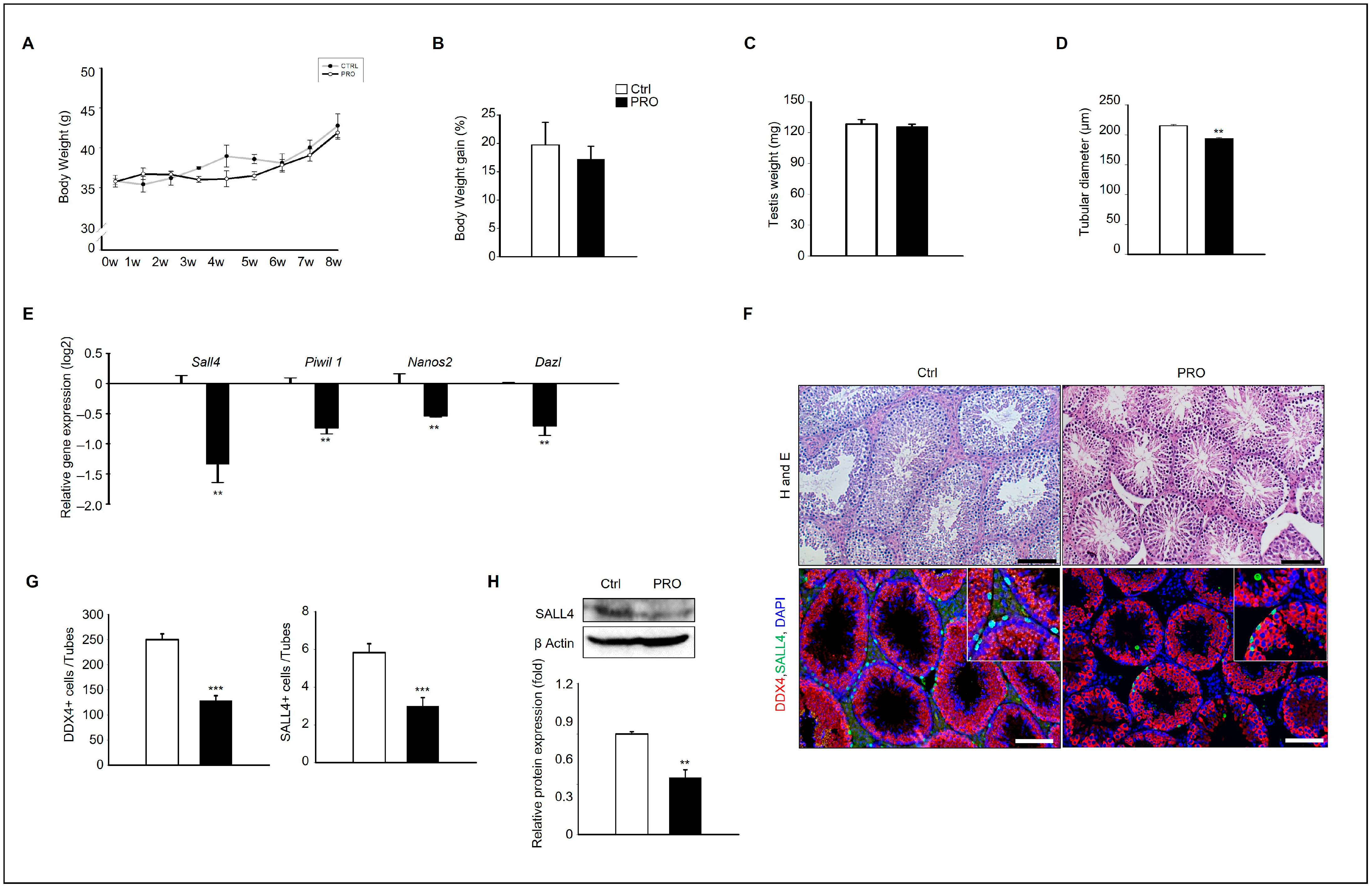 Cells 14 01624 g001 Cells 14 01624 g001