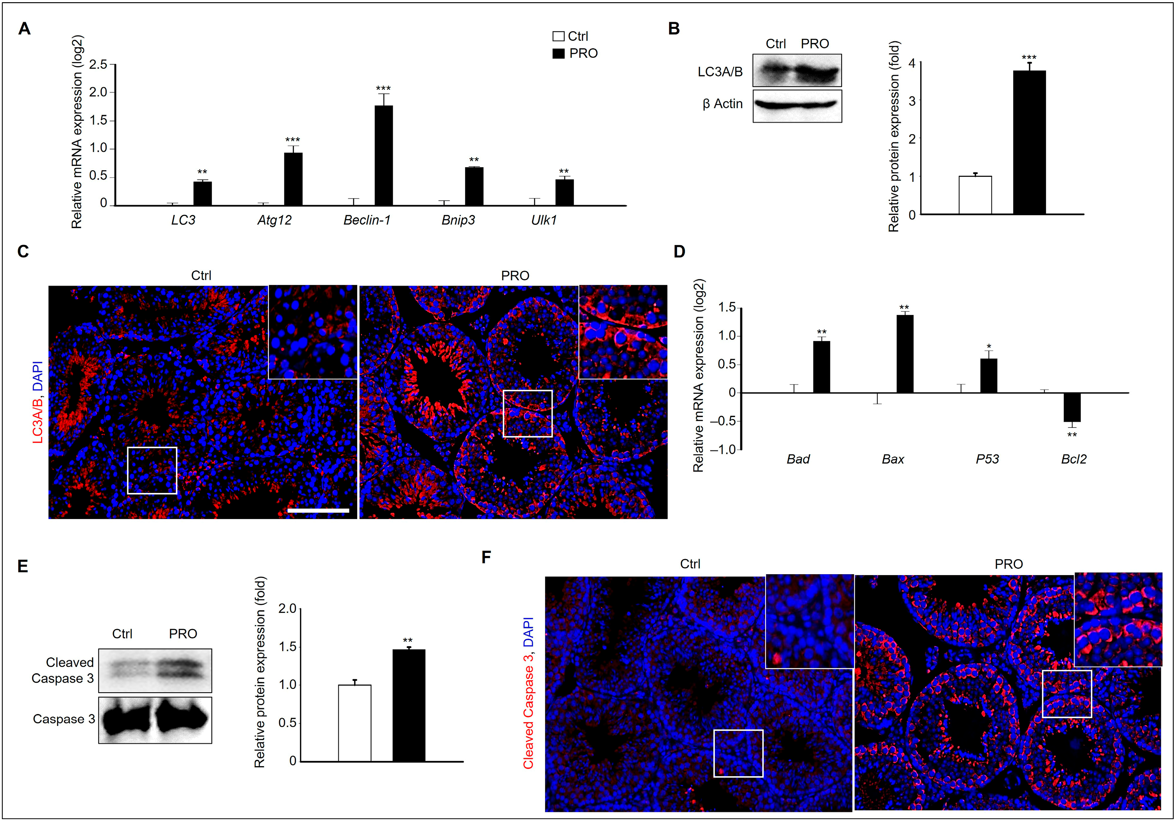Cells 14 01624 g003 Cells 14 01624 g003