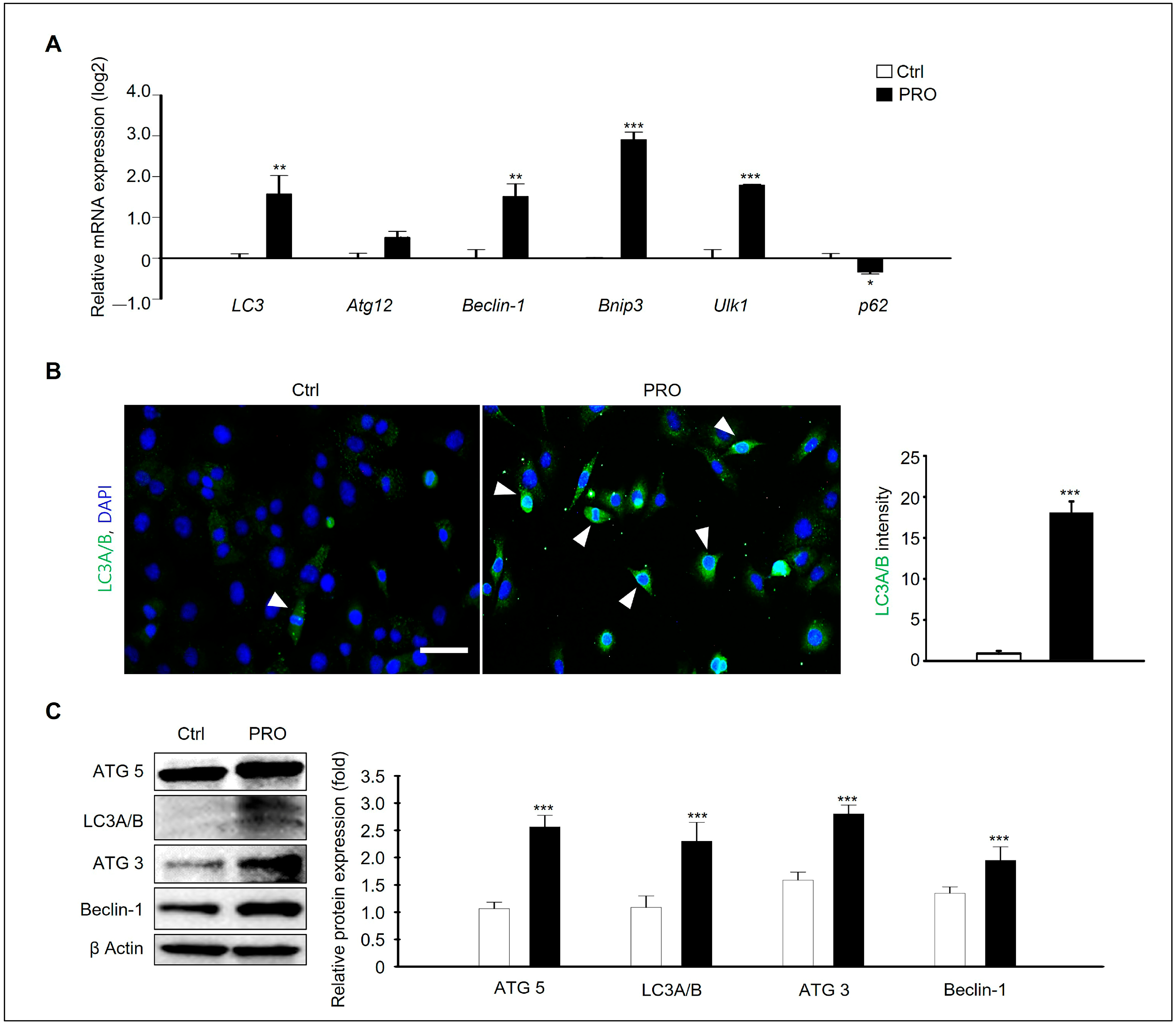 Cells 14 01624 g005 Cells 14 01624 g005