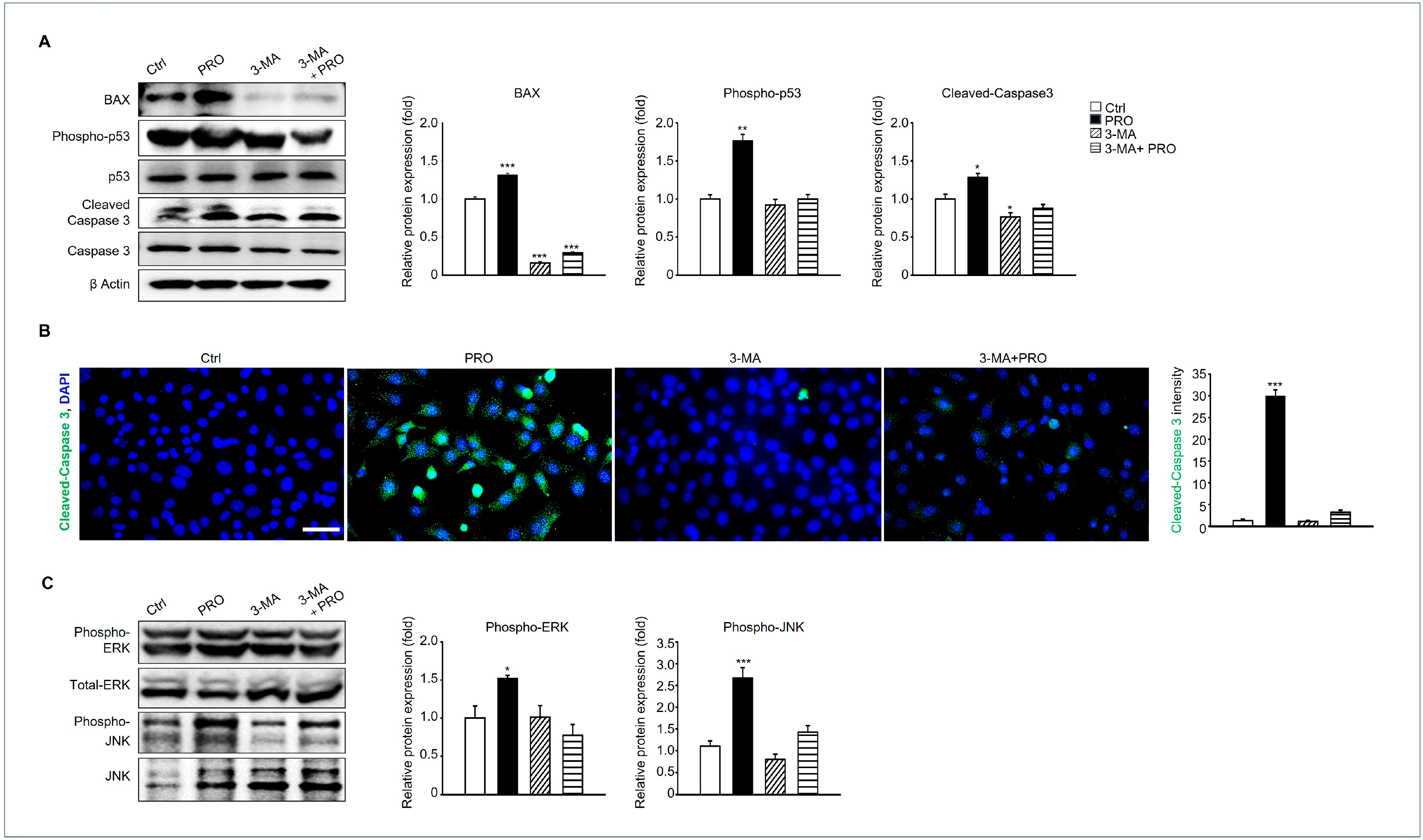 Cells 14 01624 g007 Cells 14 01624 g007