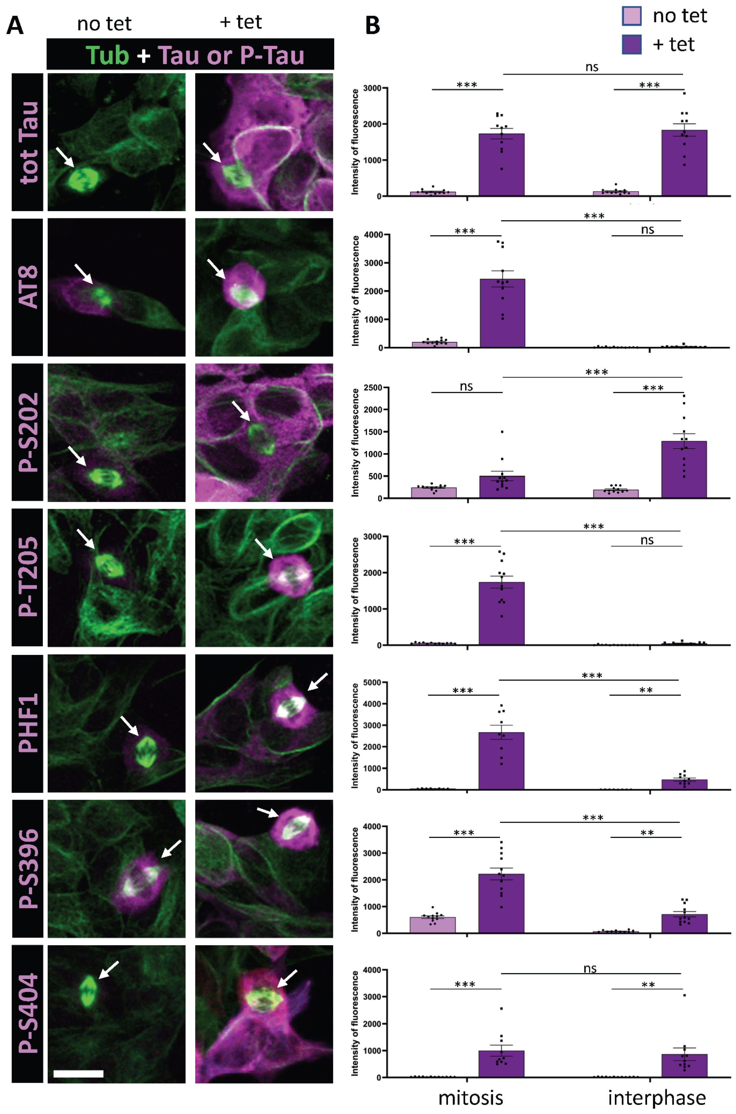 Cells 14 01638 g001 Cells 14 01638 g001
