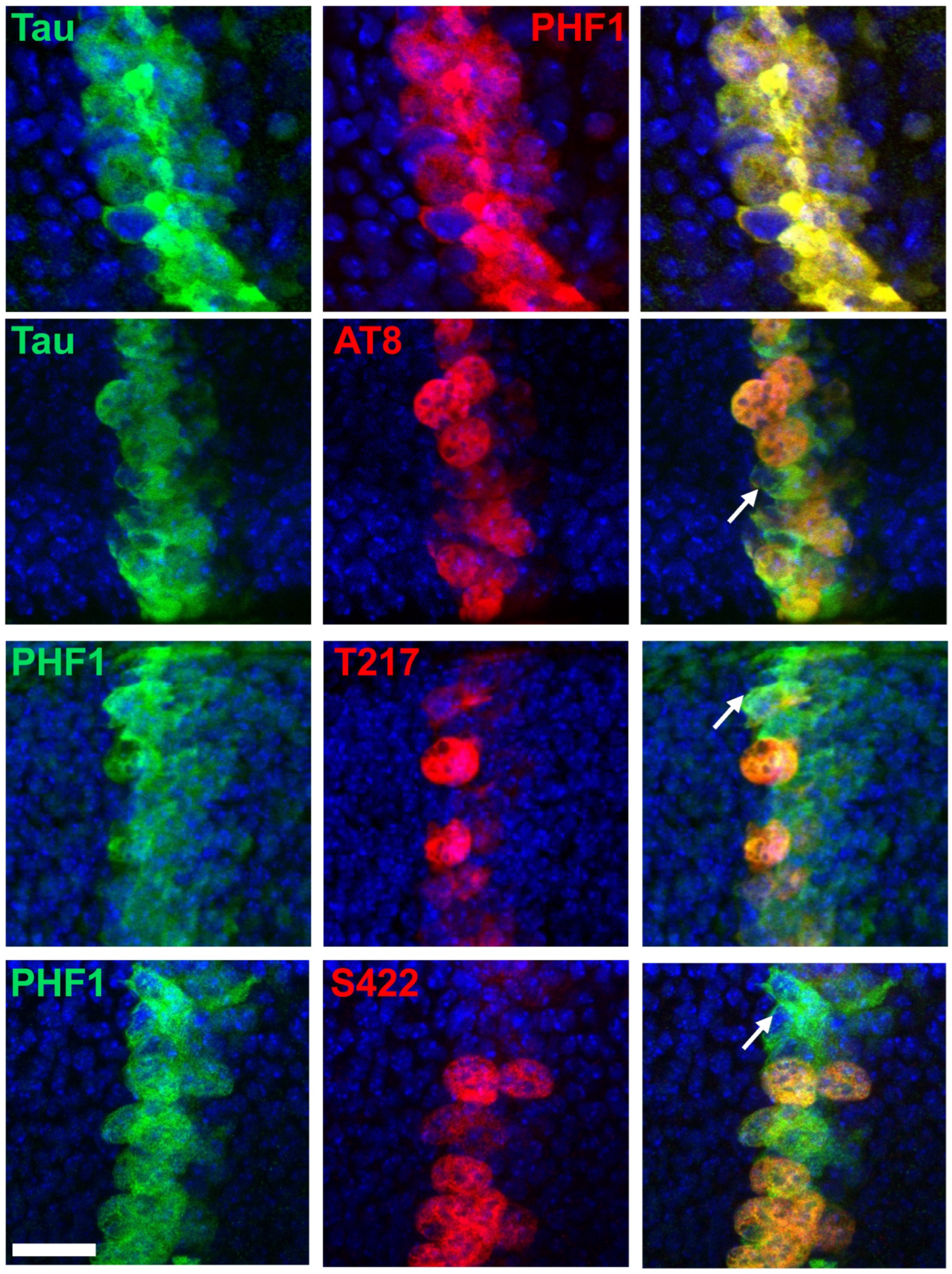 Cells 14 01638 g005 Cells 14 01638 g005