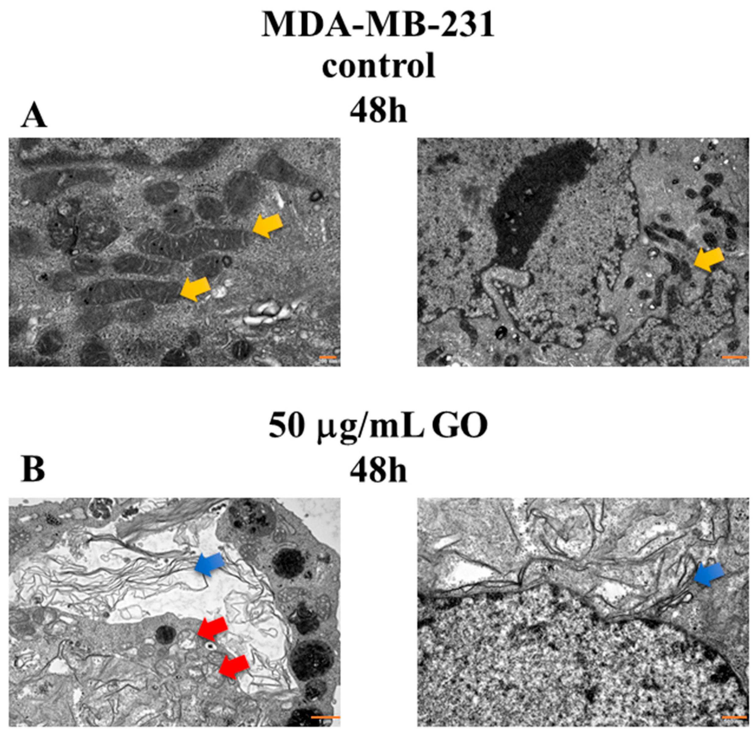 Cells 14 01717 g006 Cells 14 01717 g006