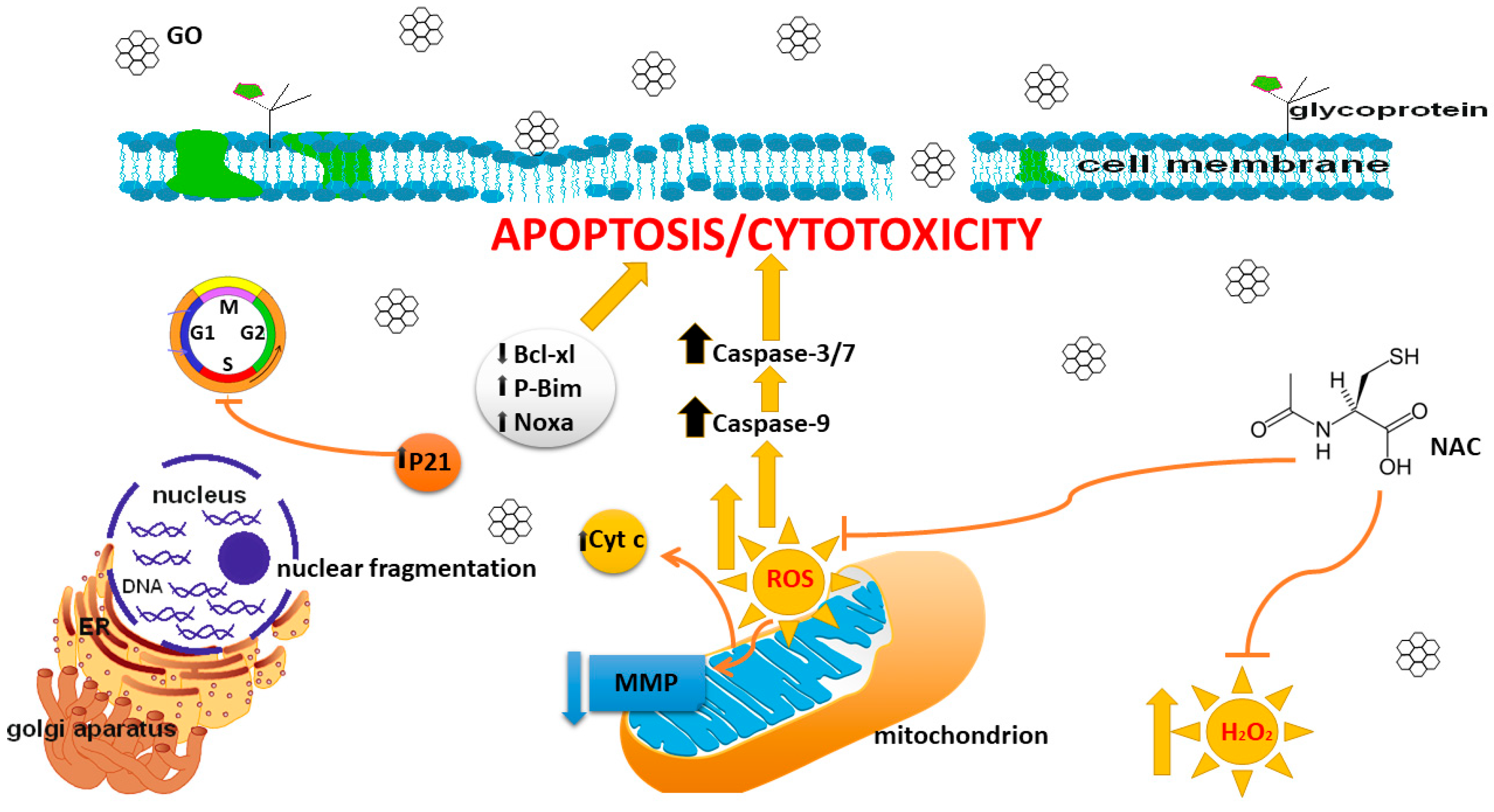 Cells 14 01717 g008 Cells 14 01717 g008