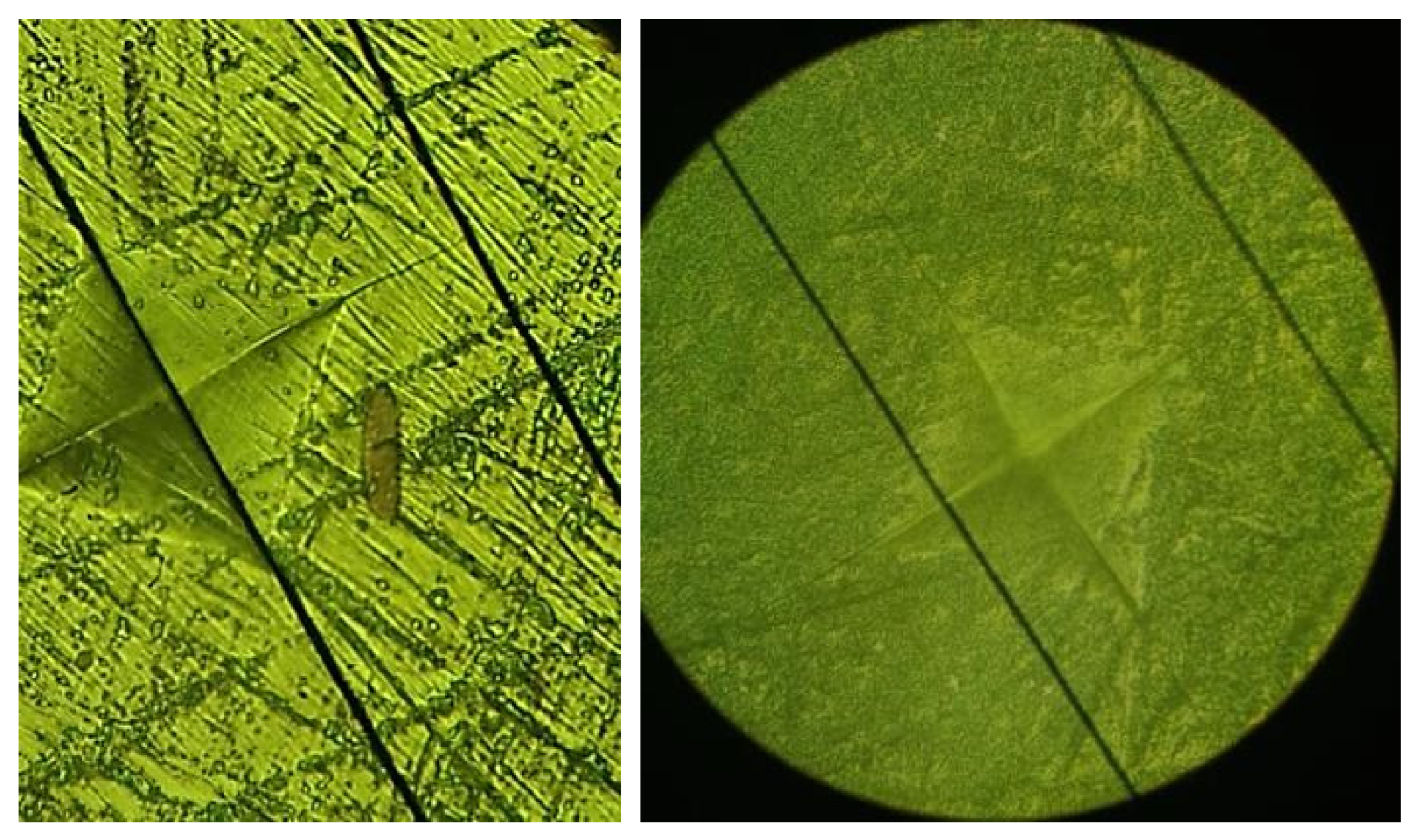 Ceramics 06 00061 g006