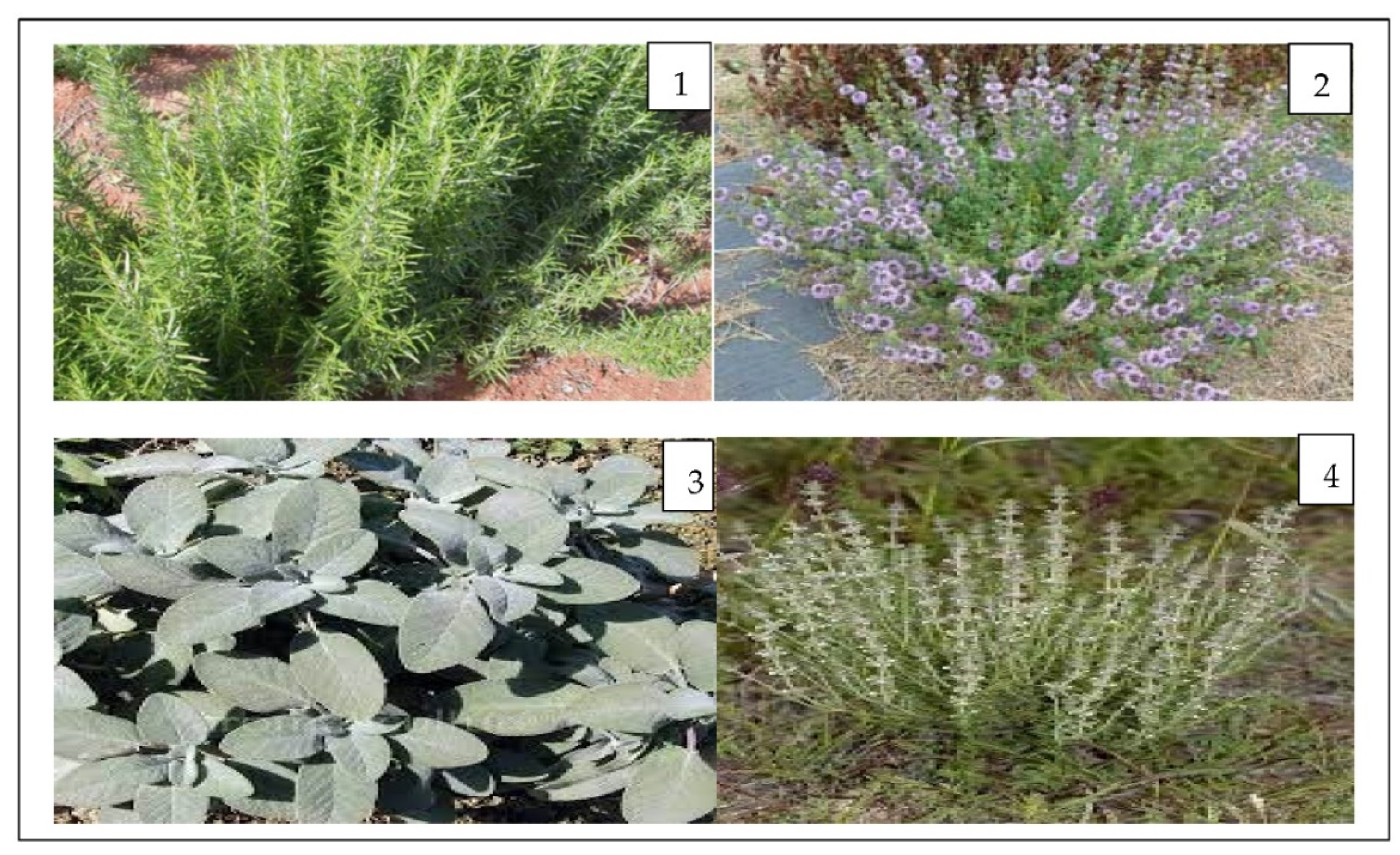 Chemistry | Free Full-Text | Comparative Analysis of the Chemical  Composition and Antimicrobial Activity of Four Moroccan North Middle Atlas  Medicinal Plants&rsquo; Essential Oils: Rosmarinus officinalis L., Mentha  pulegium L., Salvia officinalis